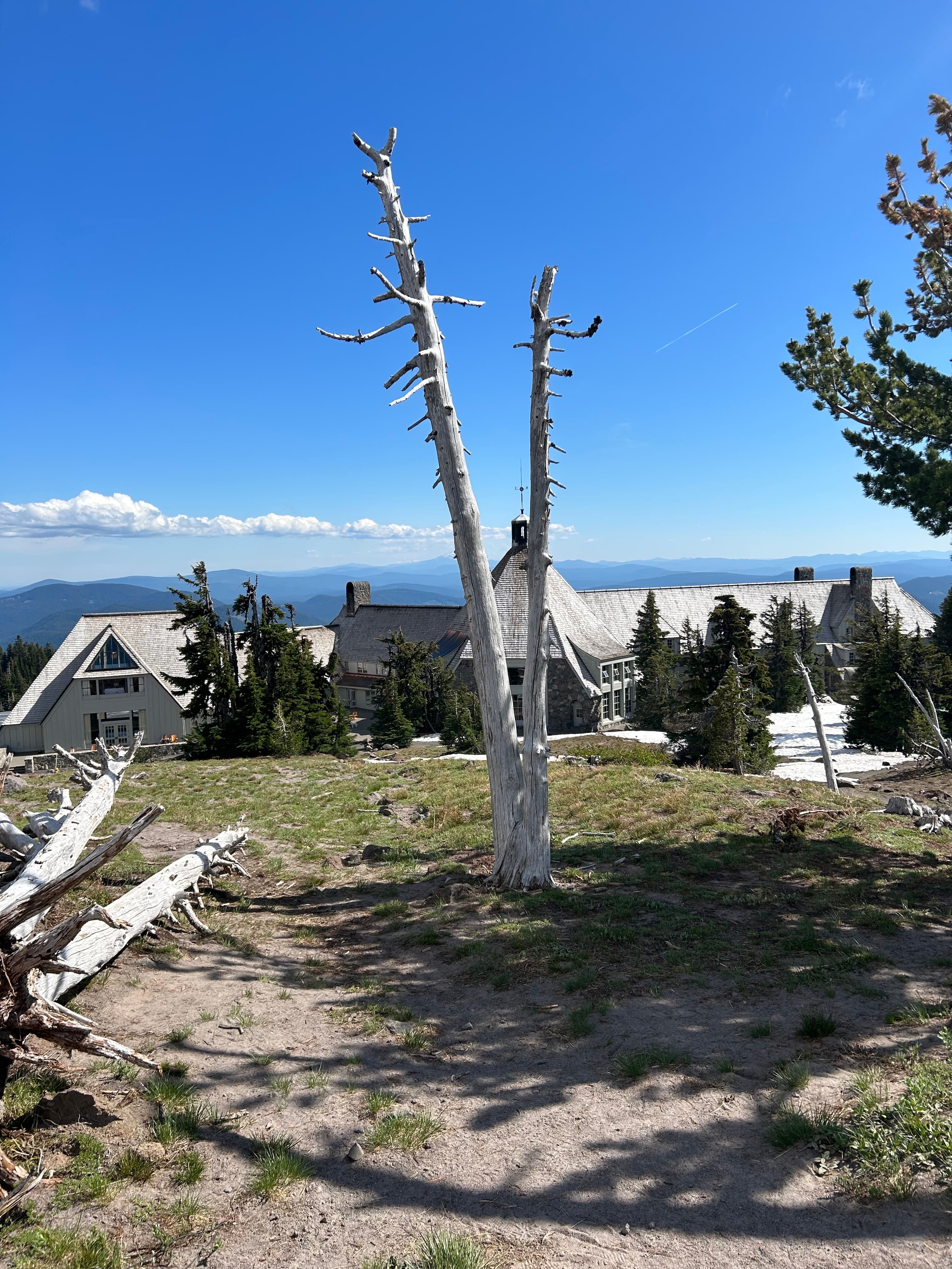 View of a white petrified tree trunk with a large resort building behind it on a sunny day