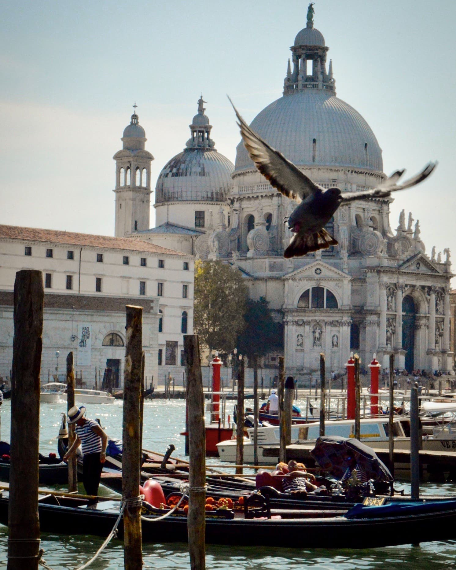 View of a bird flying over boats on a canal in Venice with St. Mark’s Cathedral visible in the background
