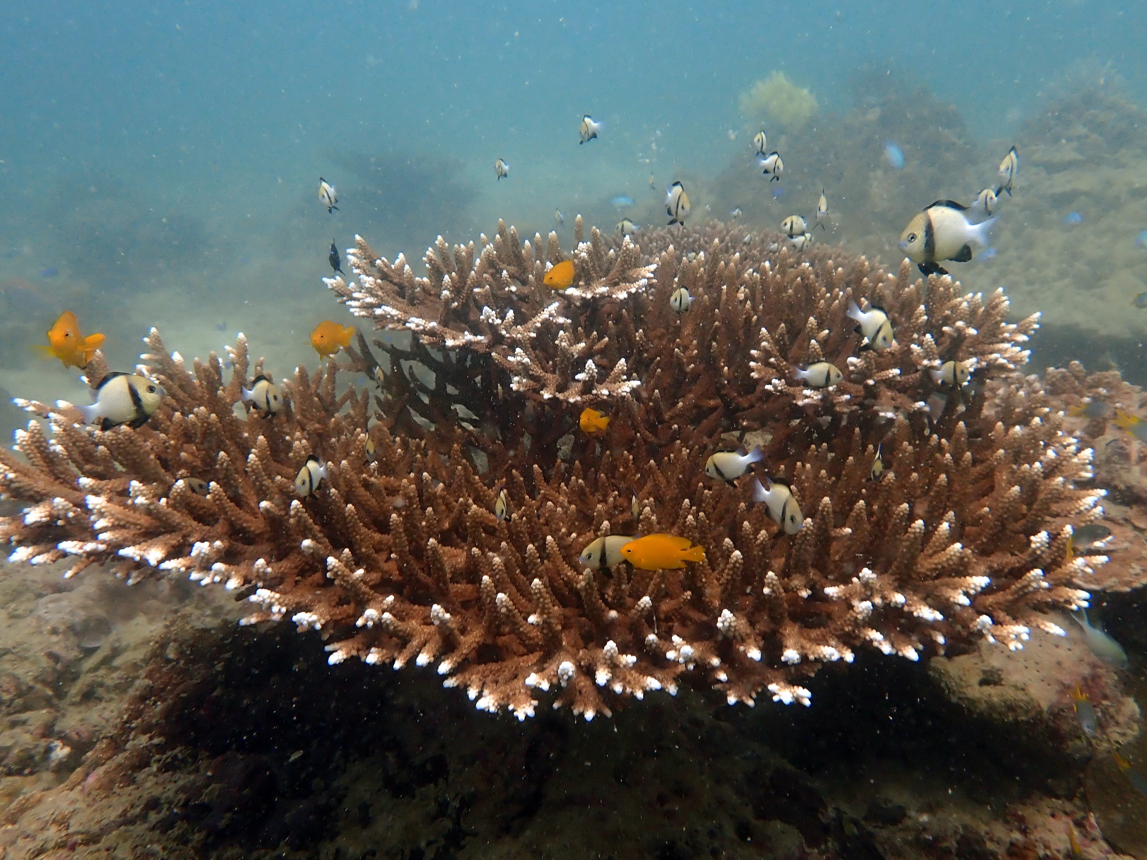 Coral reef.