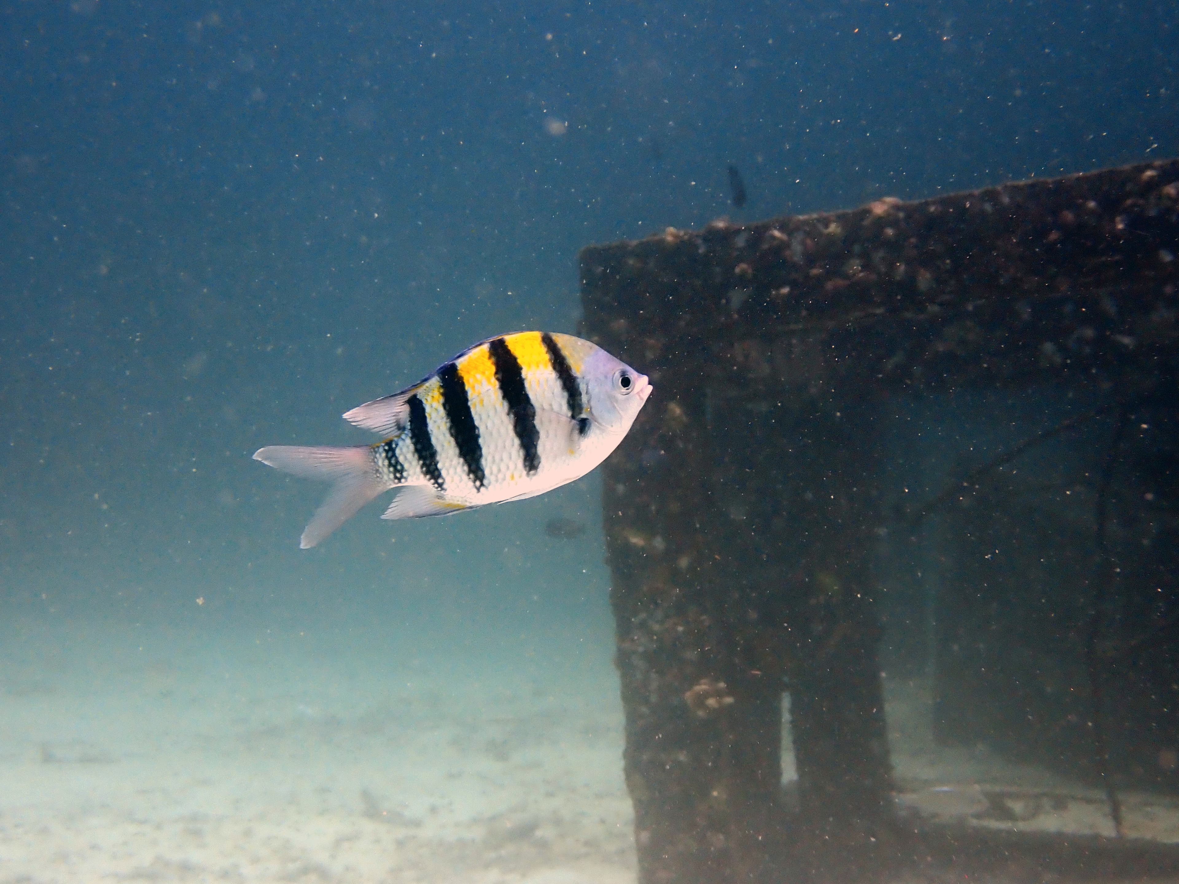Fish in the sea.