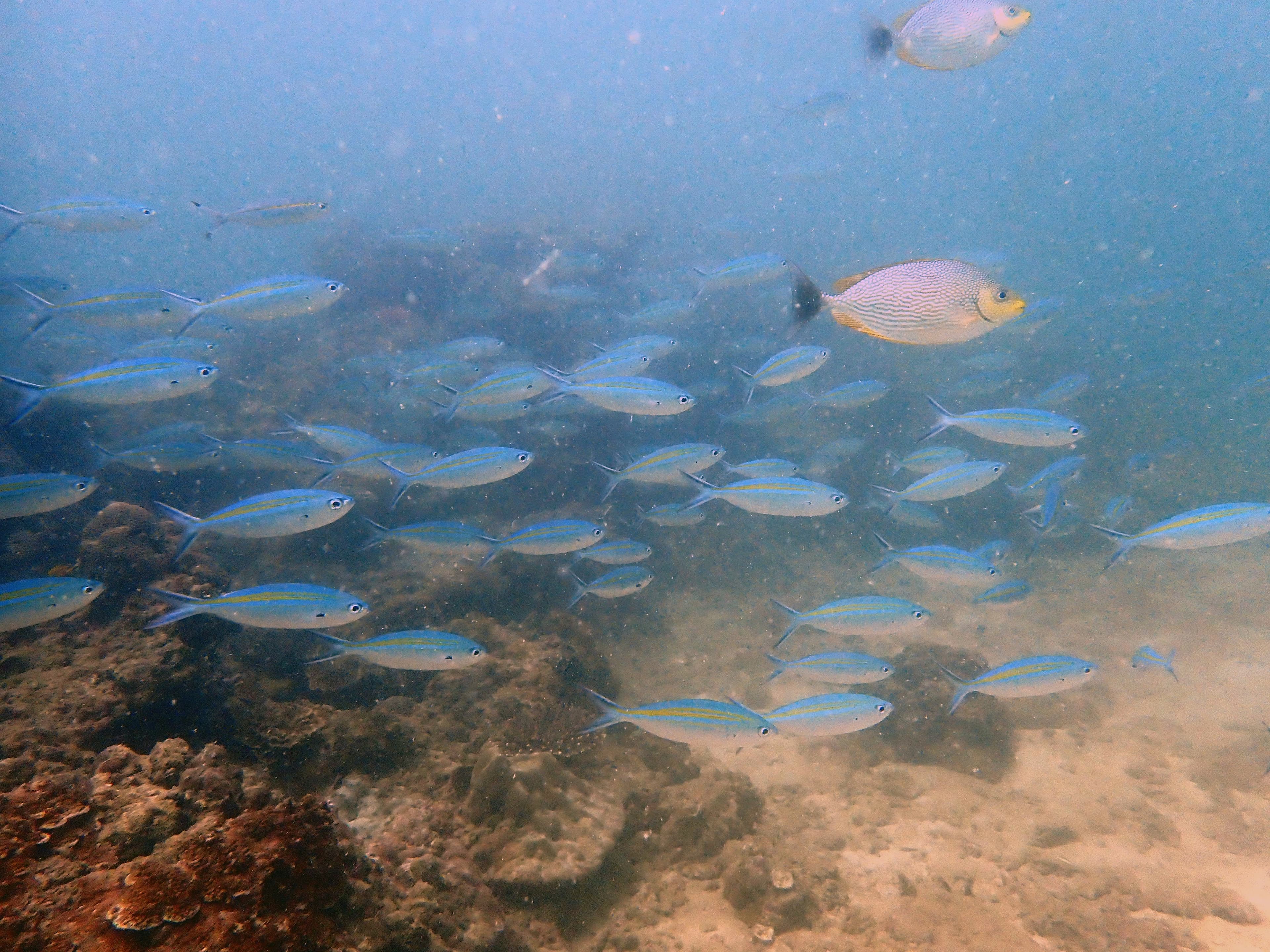 Fish in the sea 2.