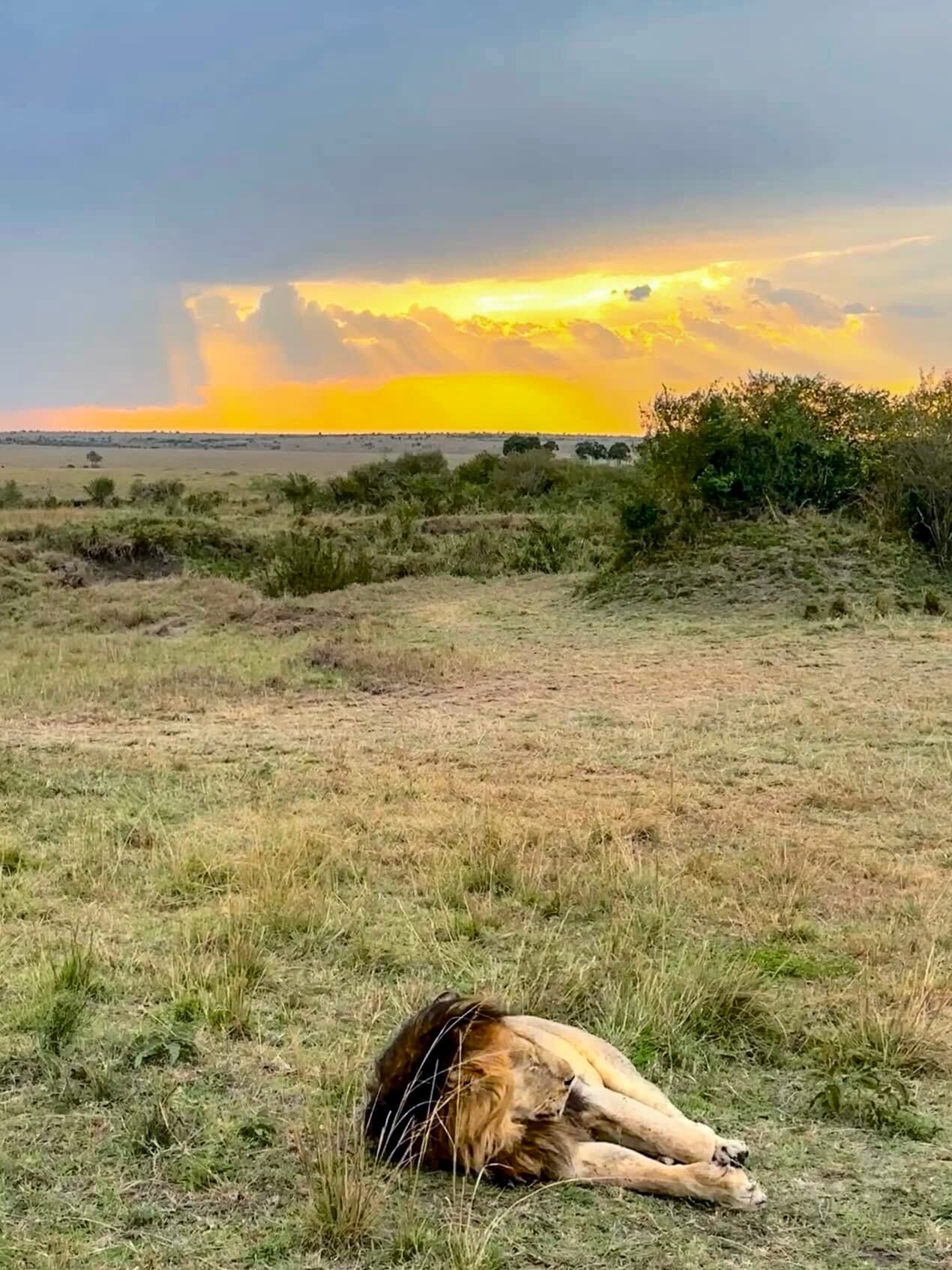 A lion spotted lying down in the grass on a safari with the sunset visible through the clouds above
