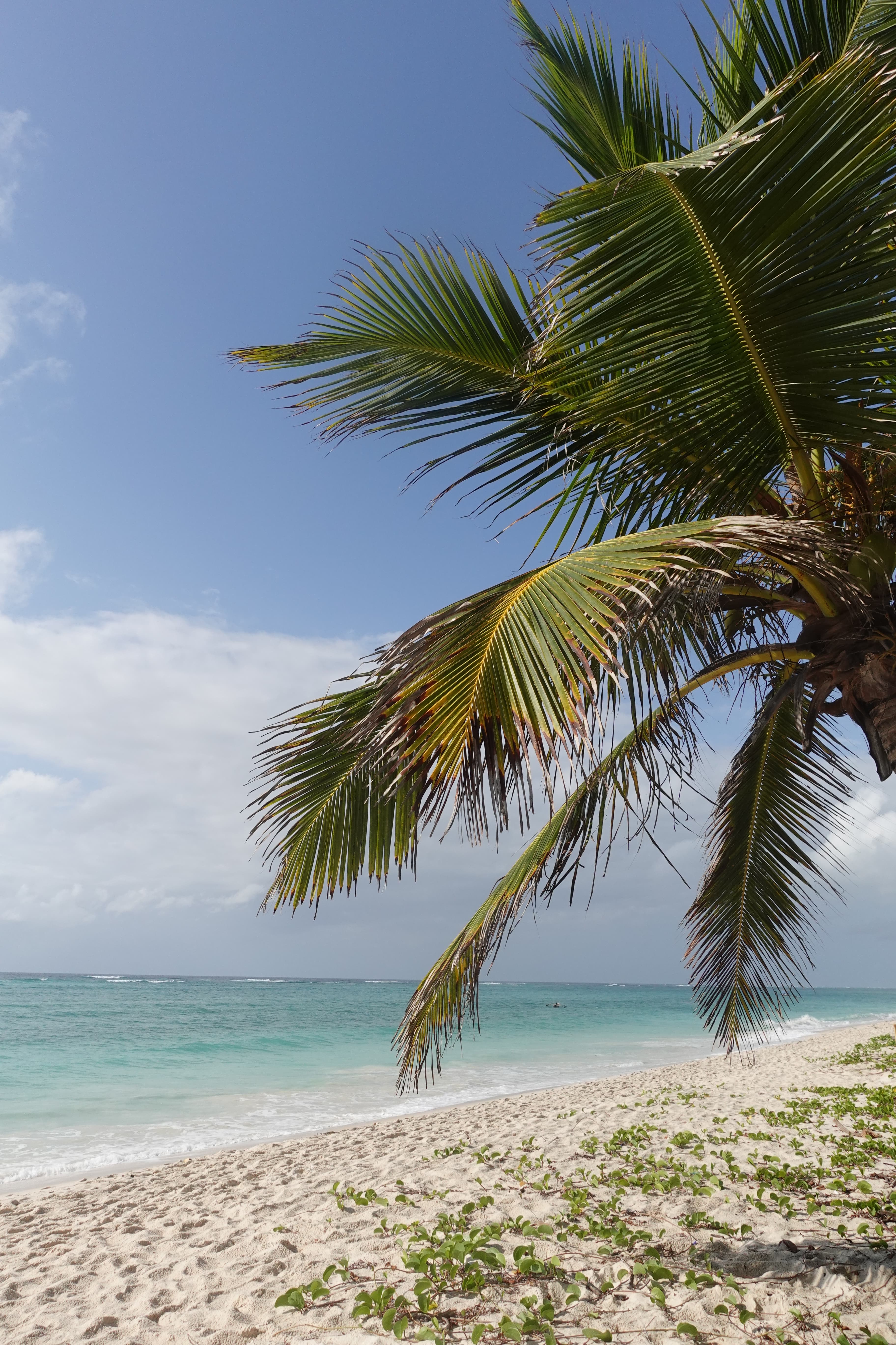 View of a palm tree on an empty beach with calm waves and clear skies