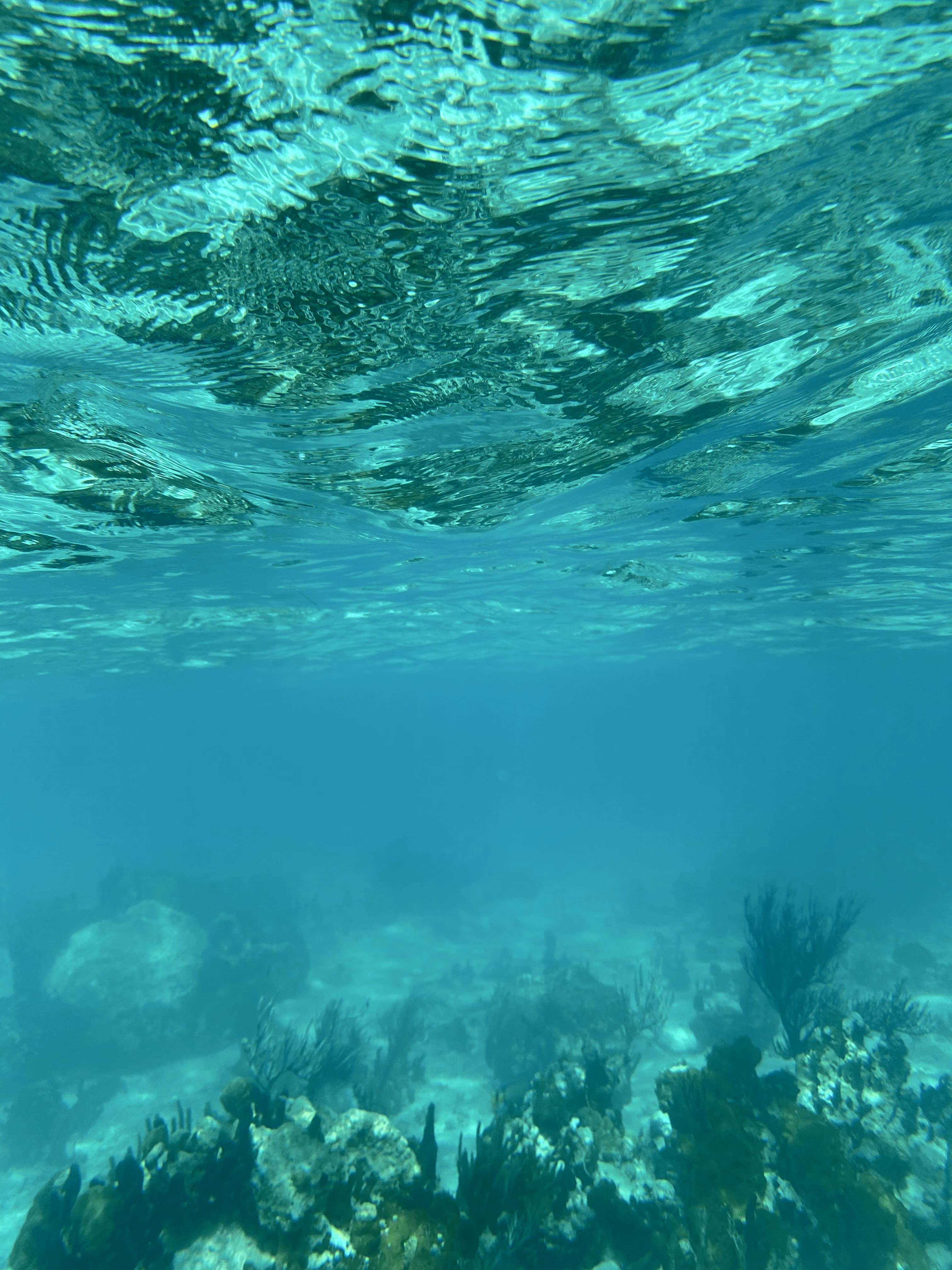 Underwater view of coral and plants on the sea floor and sunlight streaming through the surface