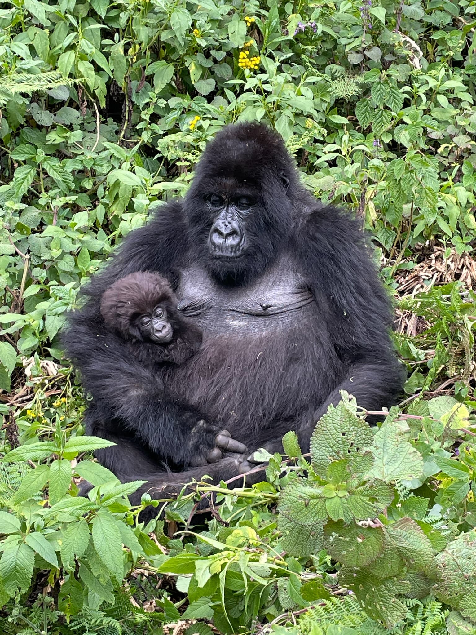 A gorilla and child in nature during the daytime.