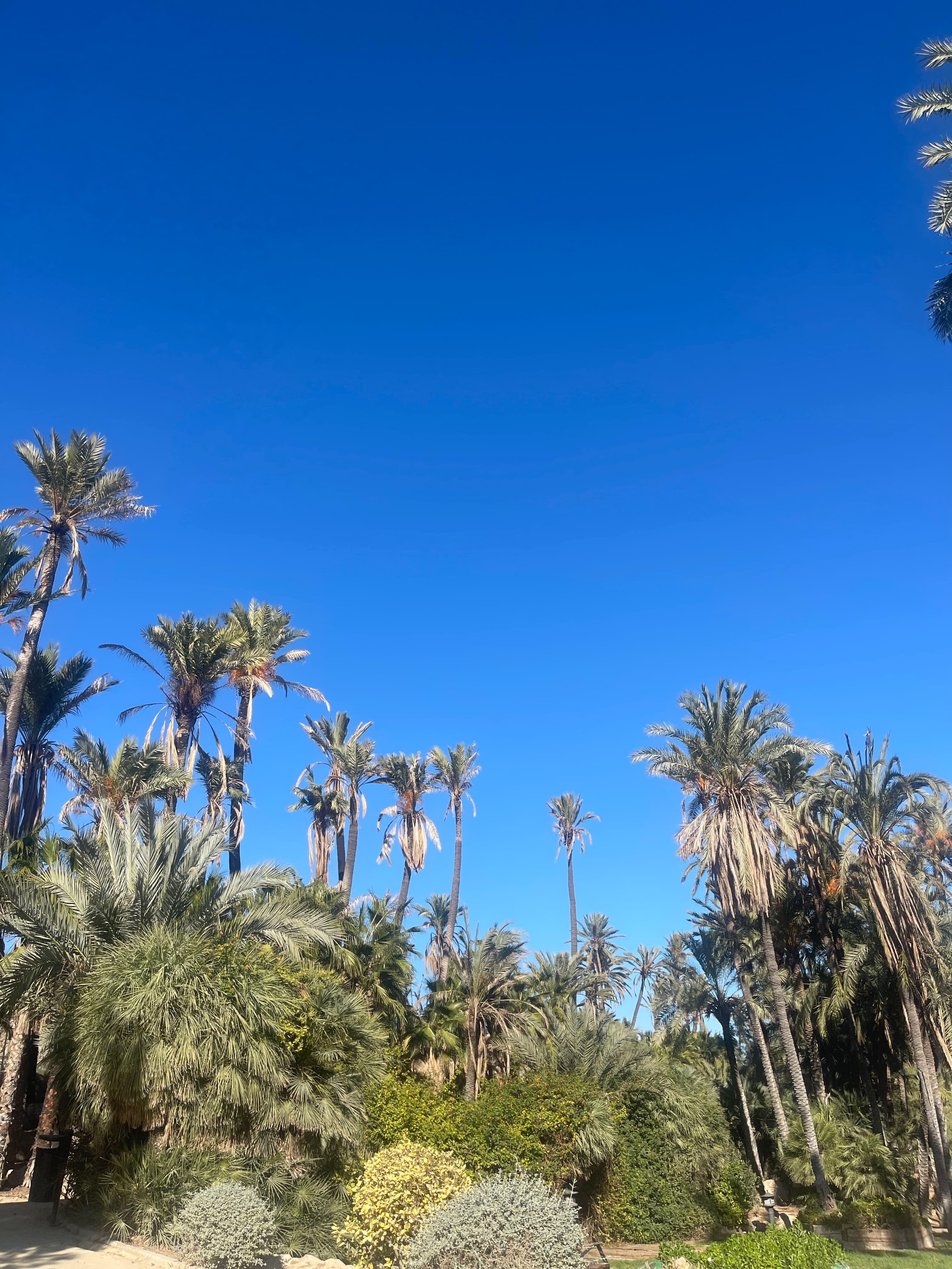 Clear blue sky above palm trees and other plants