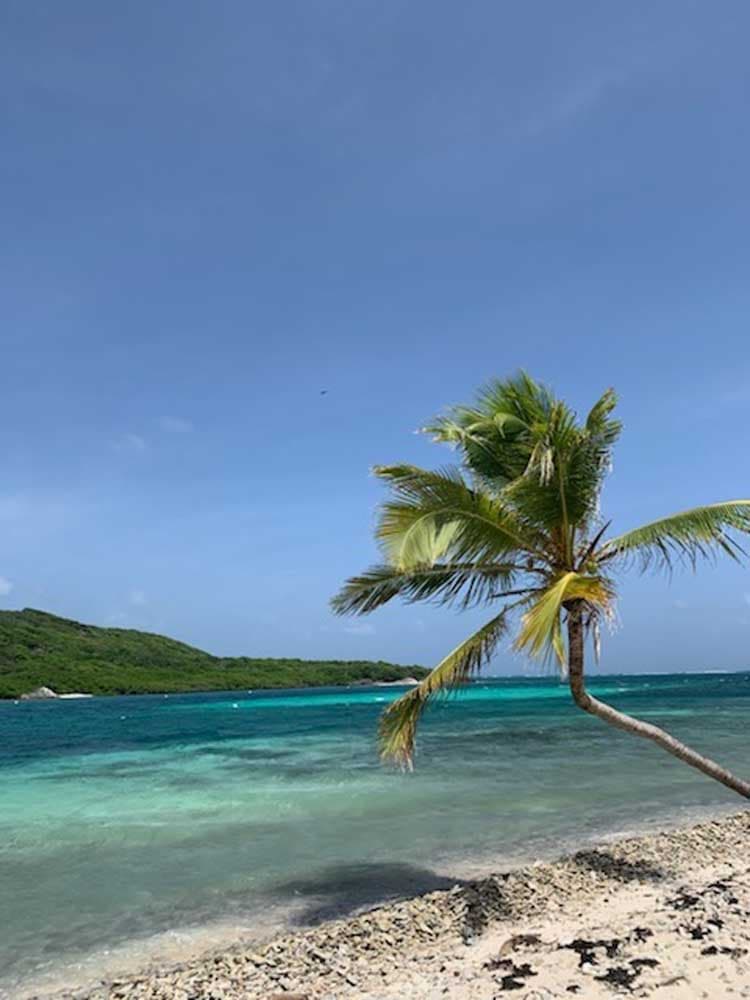 View of the beach during the daytime with palm trees in view.