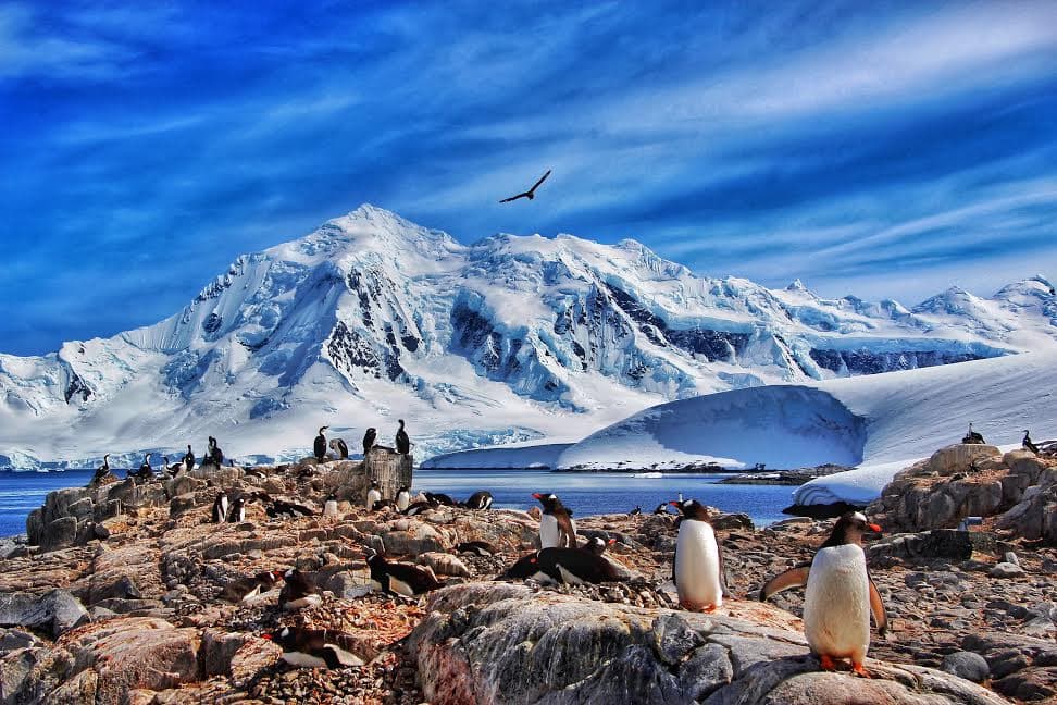 A view of penguins on a rocky terrain with a large snowy mountain behind them on a partly cloudy day.