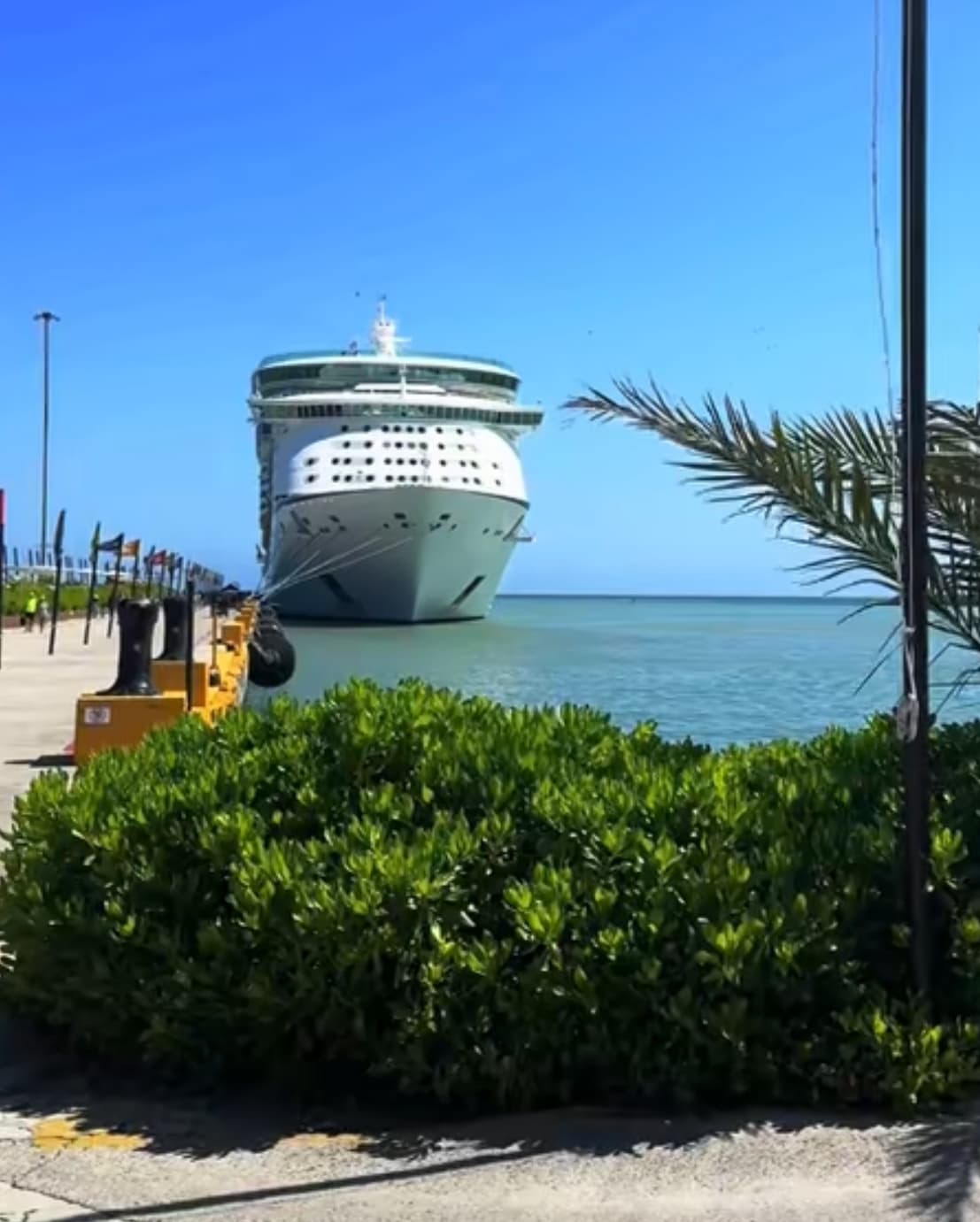A view from a board walk looking beyond the bushes at a large cruise ship in the ocean on a clear blue day.