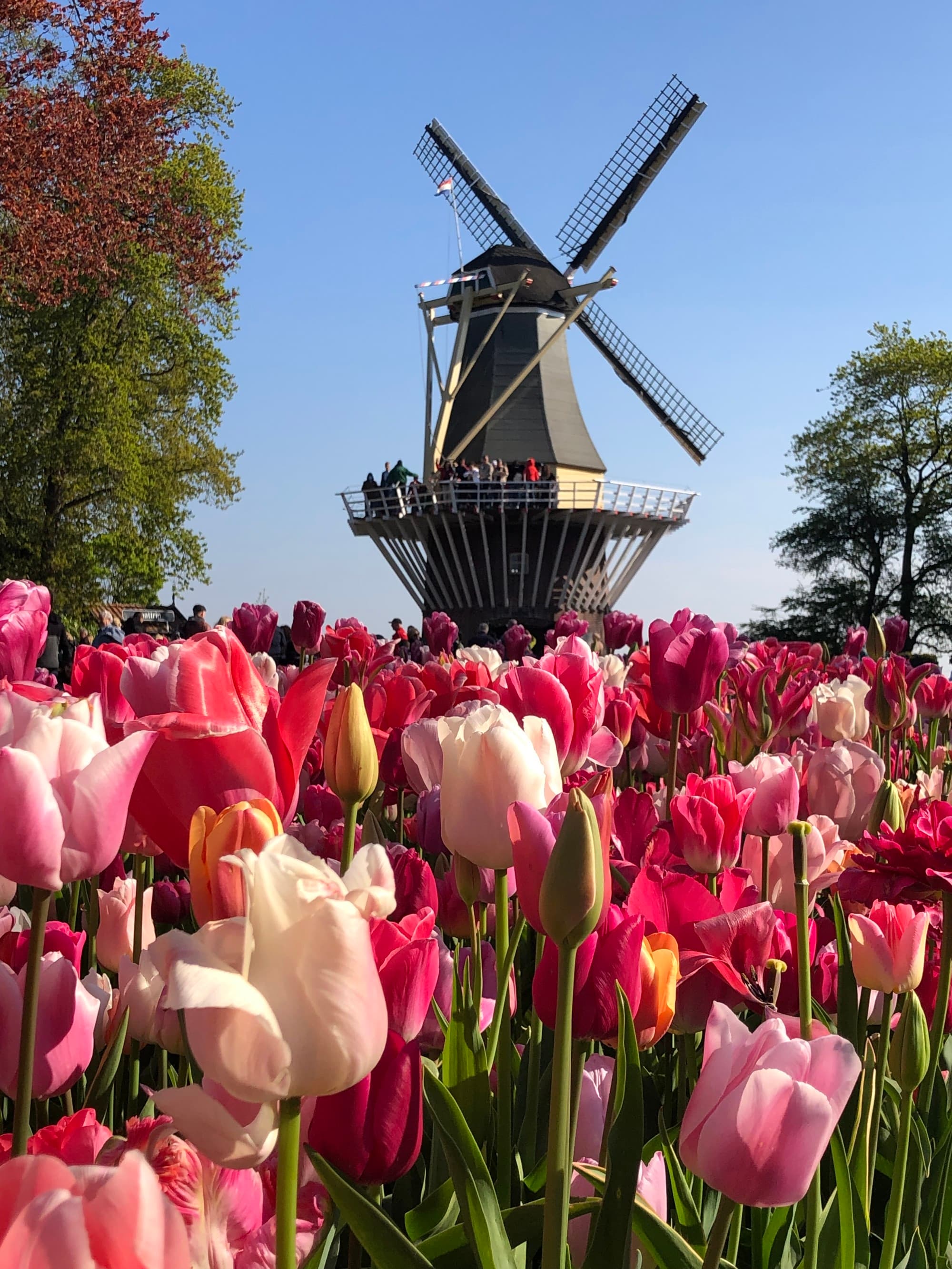 A vibrant field of pink and red tulips with a traditional windmill in the background under a clear blue sky.