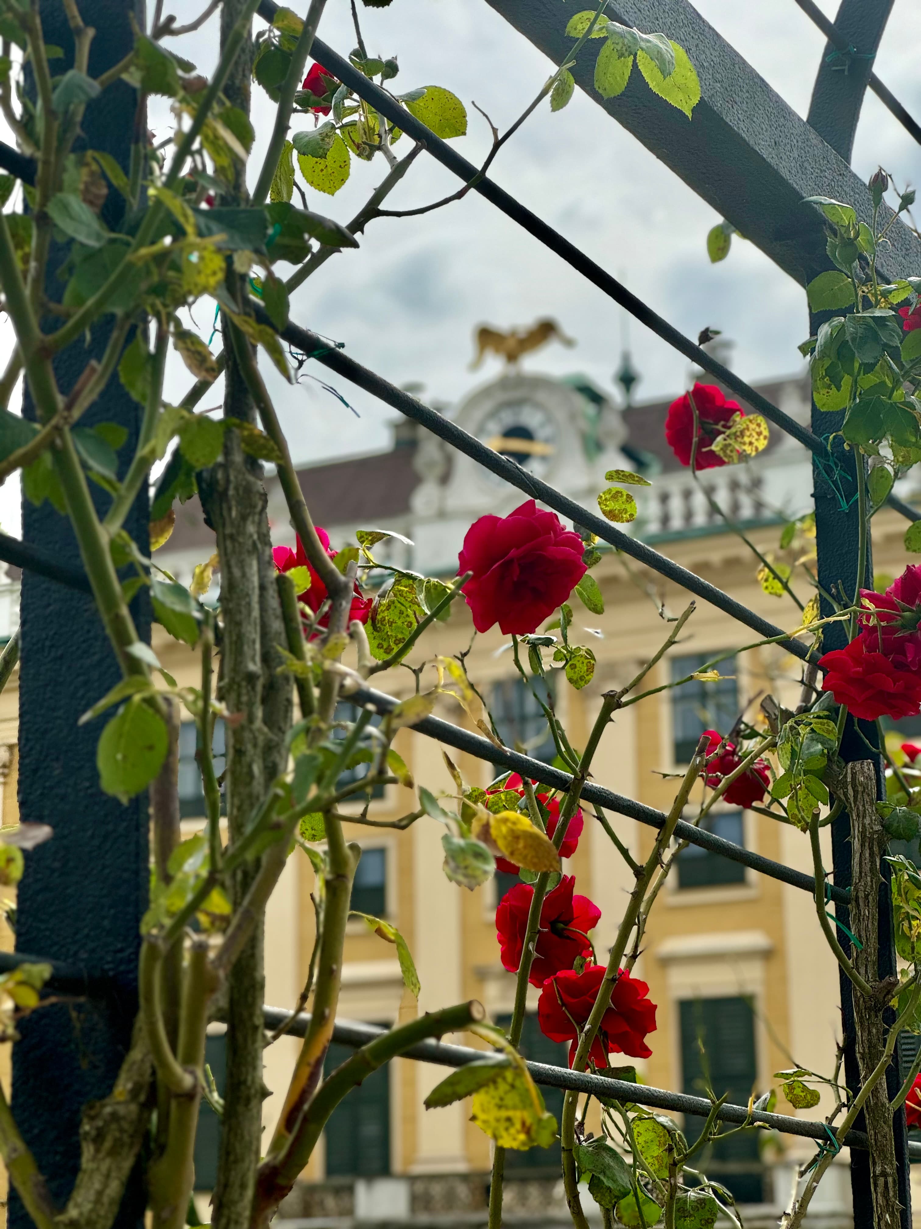 Red roses climbing on a gate.