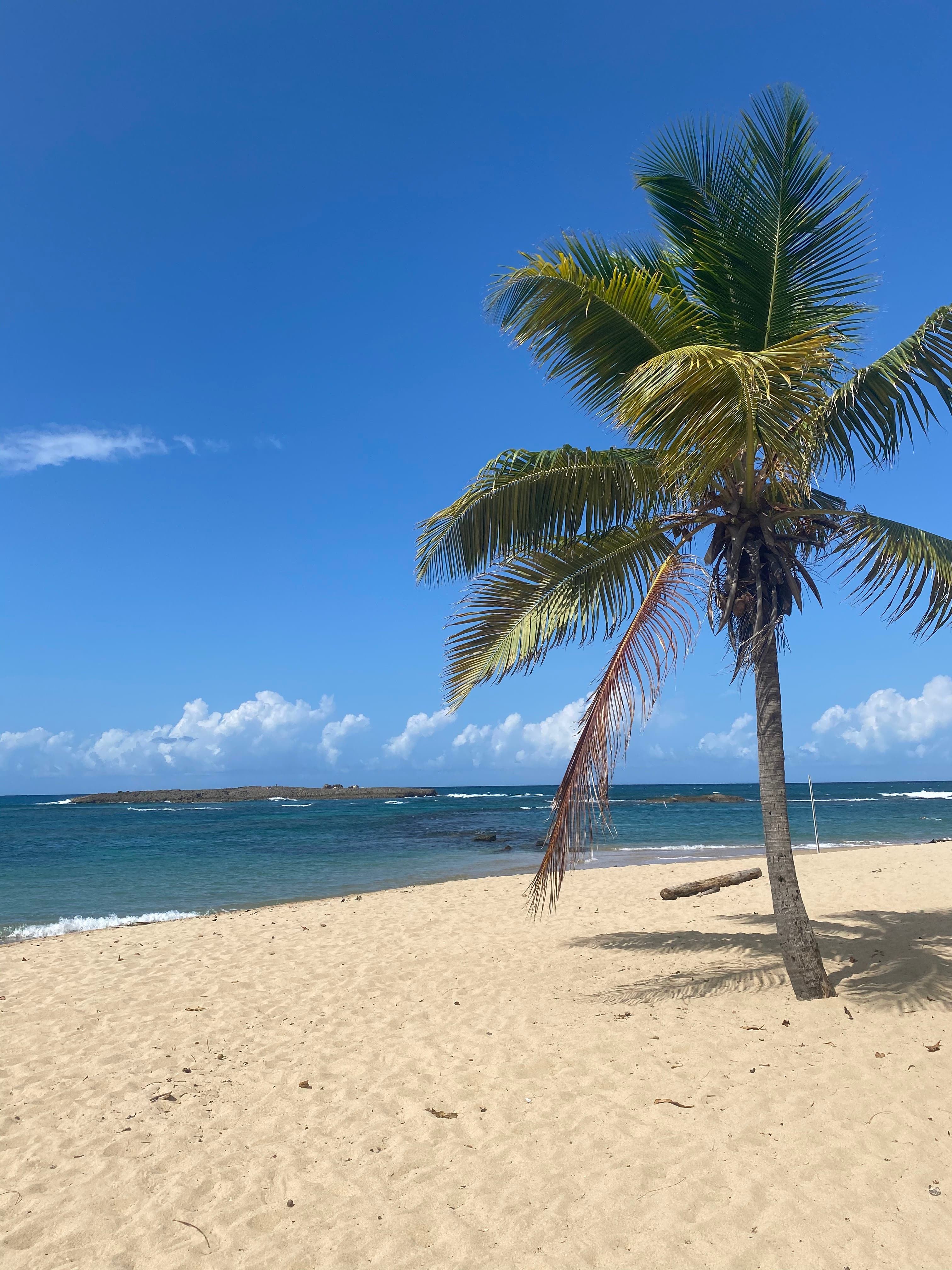 A palm tree on the beach next to the water