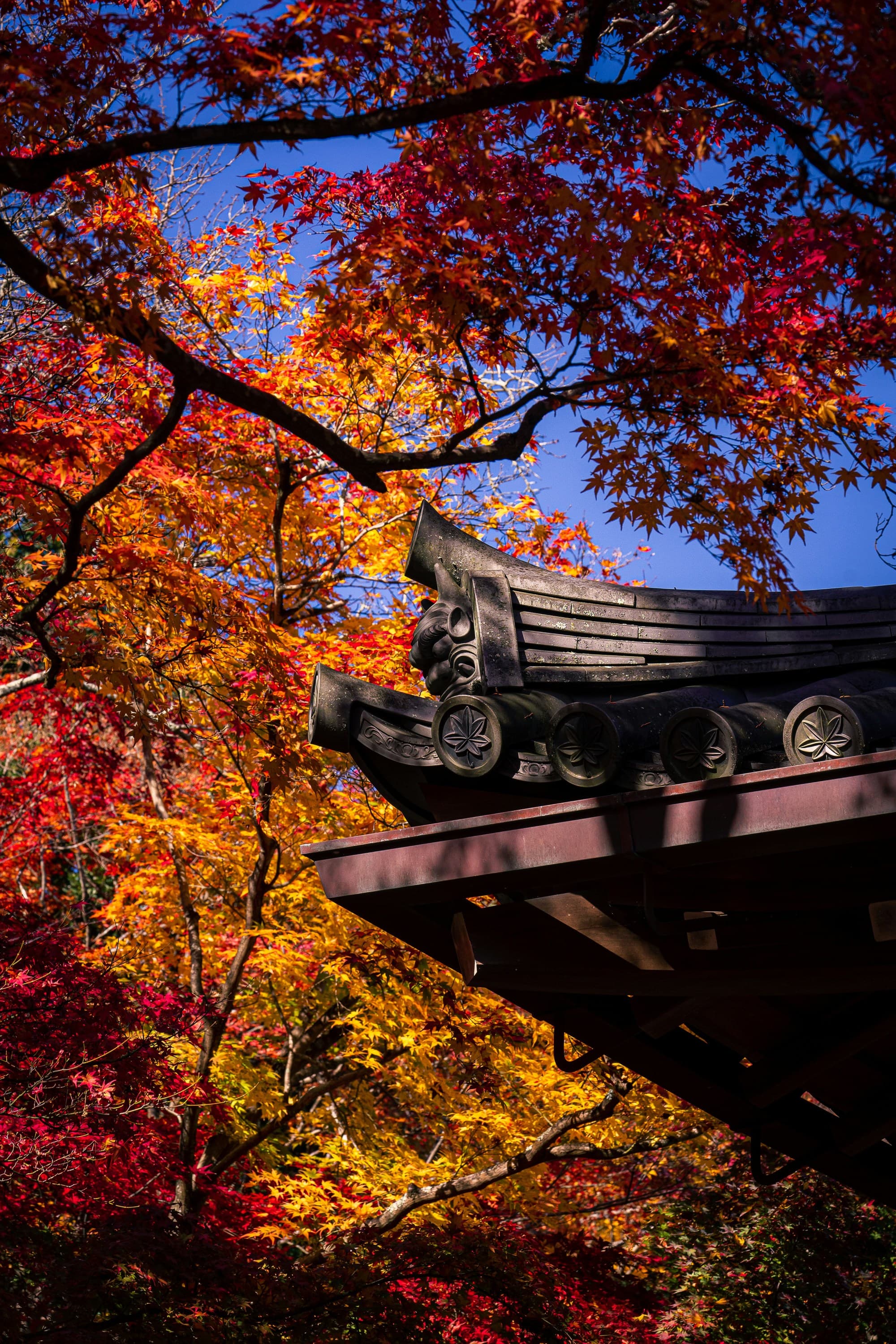A traditional Asian-style rooftop is surrounded by vibrant autumn foliage.