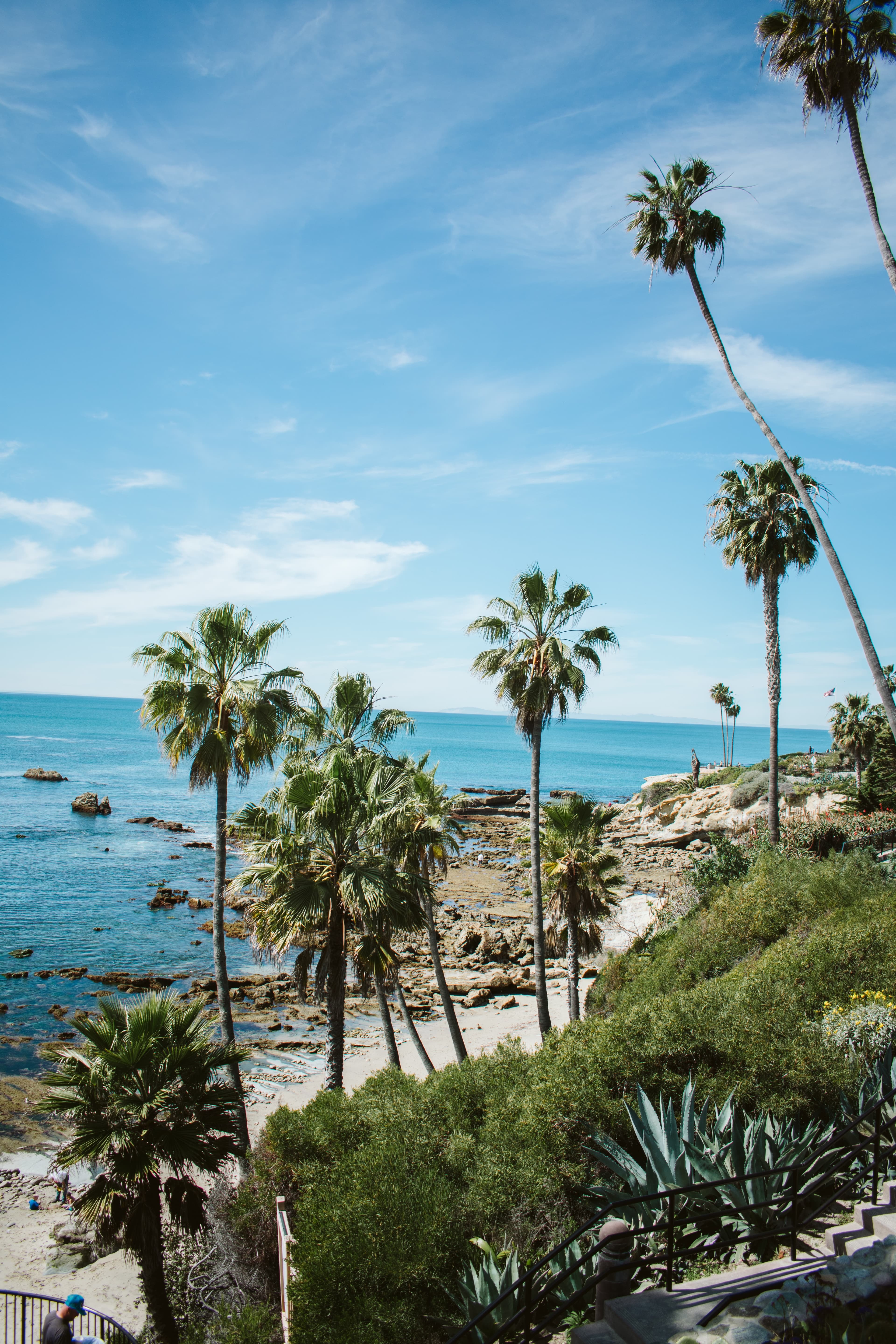 Green plants and palm trees with ocean in background on a sunny day