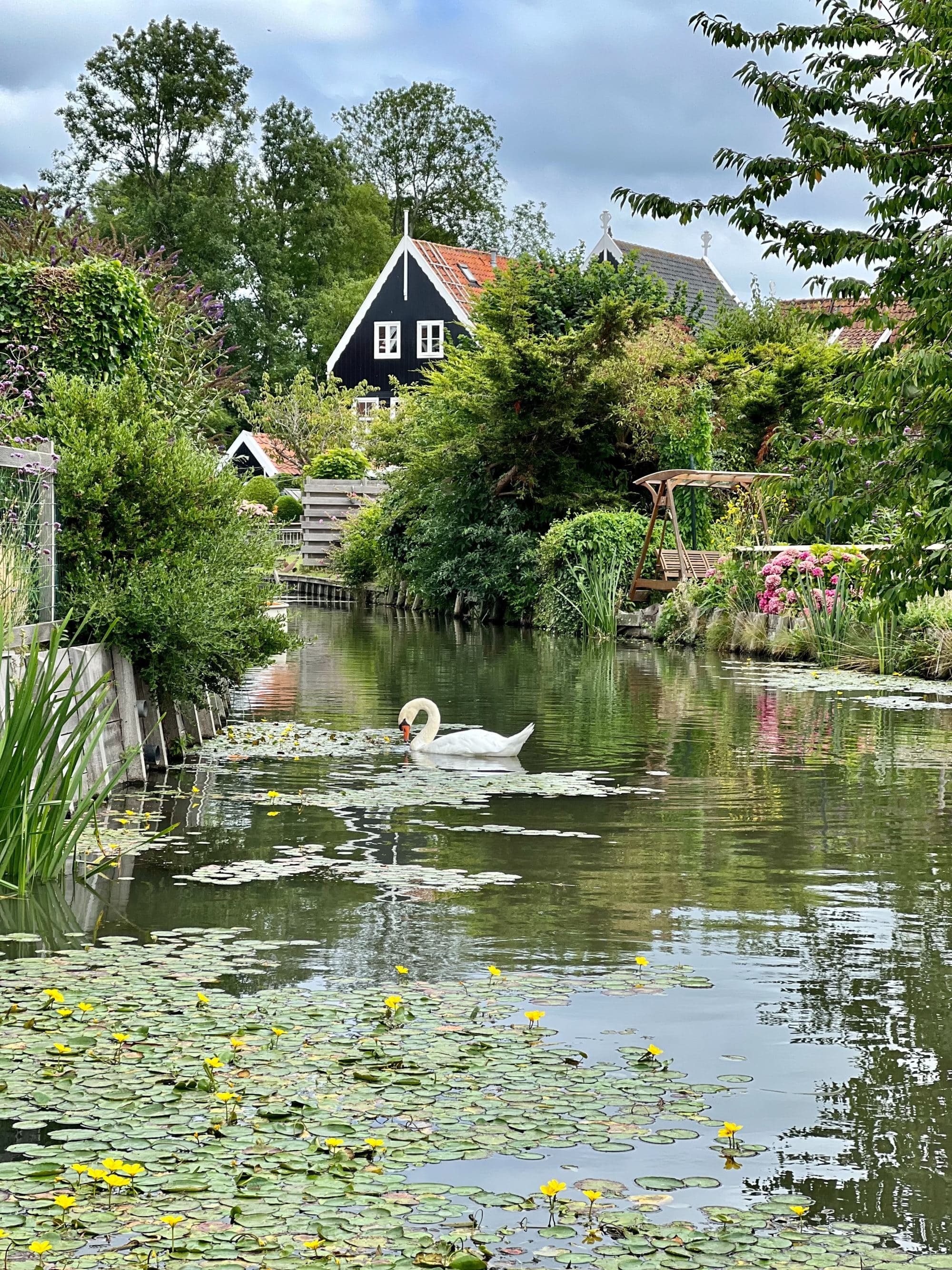 a pond with lily pads and a swan in a green covered village