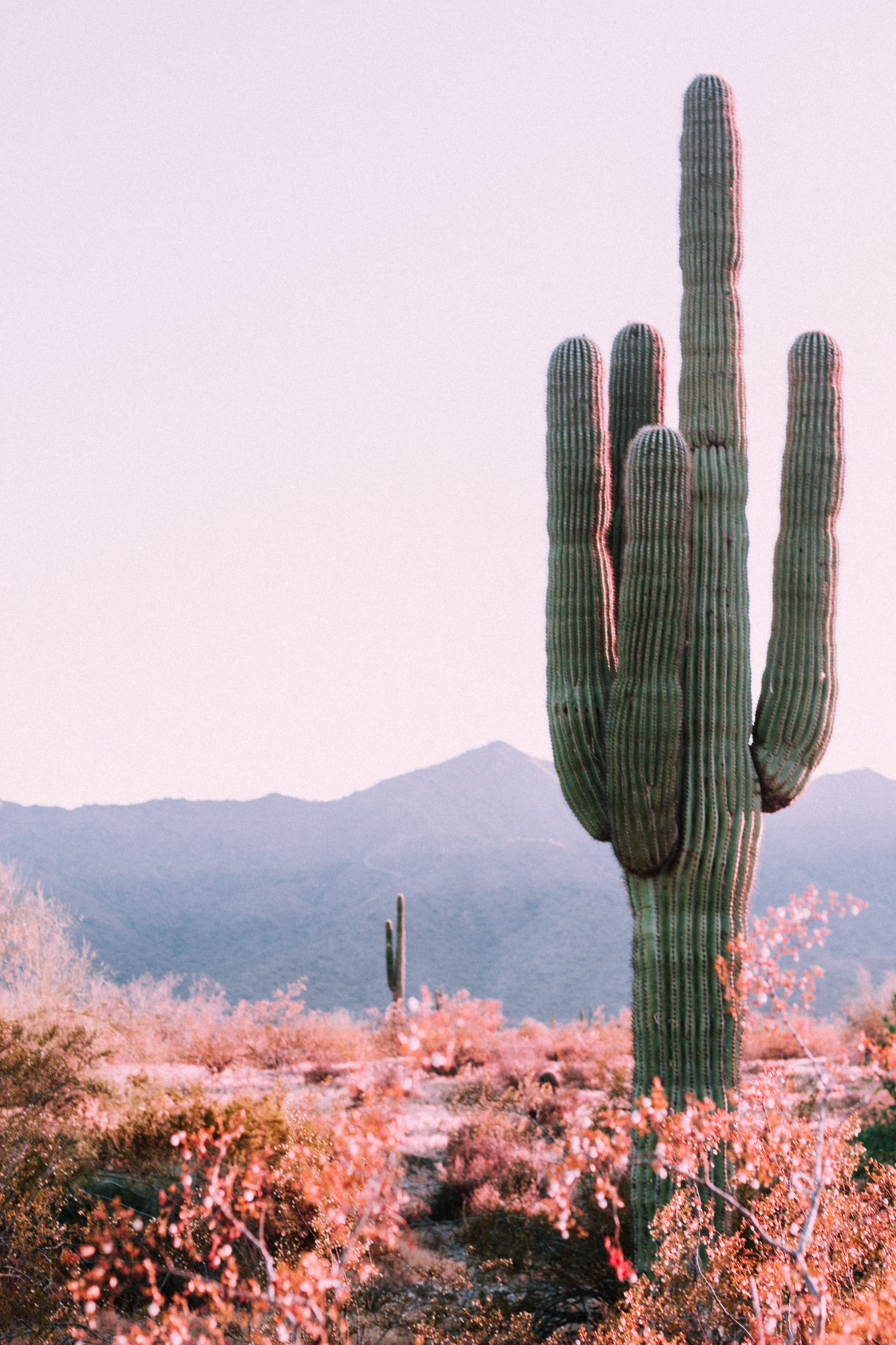 Desert cactus in Phoenix, Arizona.