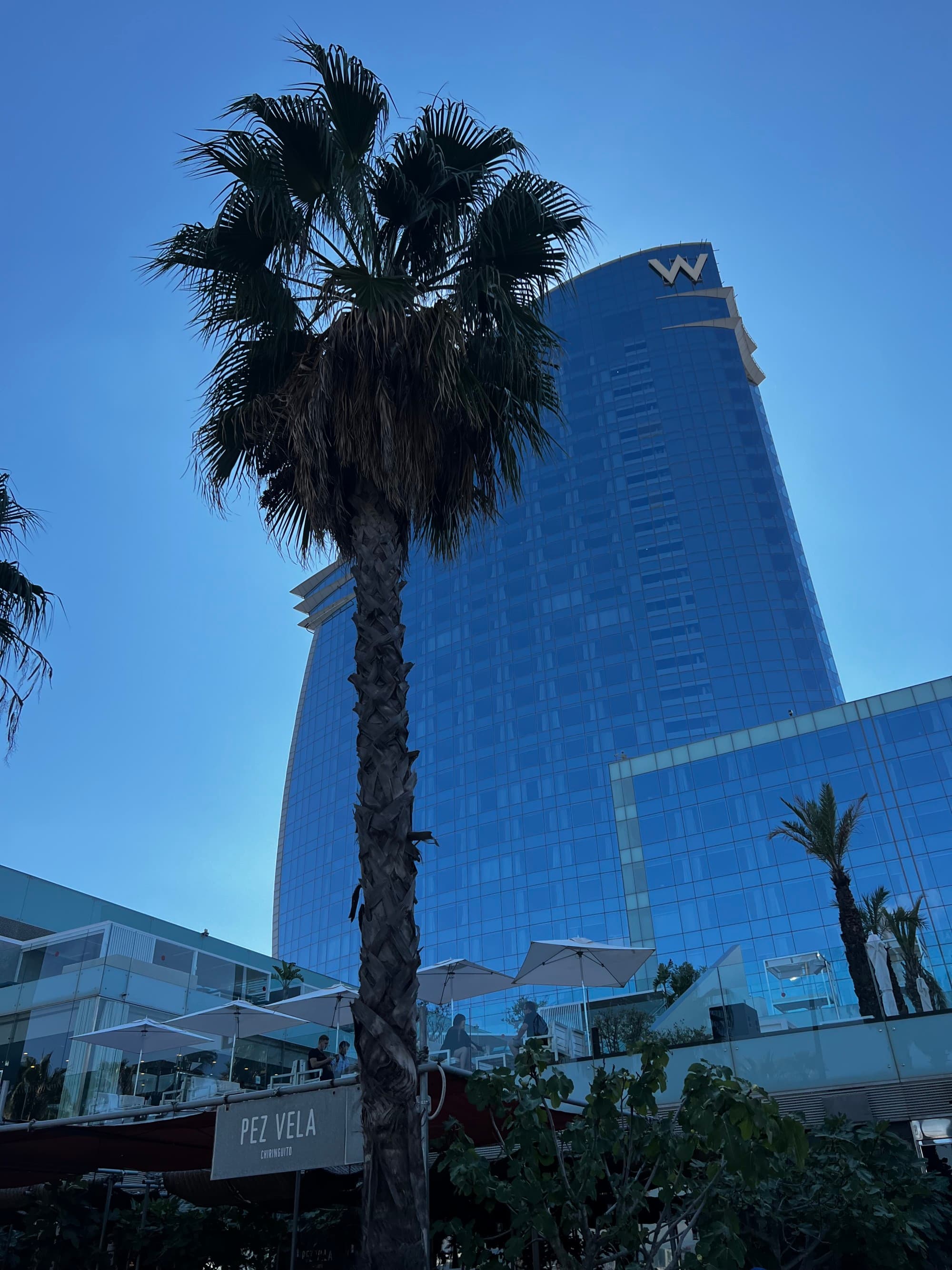 A low angled shot of a glass building with a palm tree in front of it.