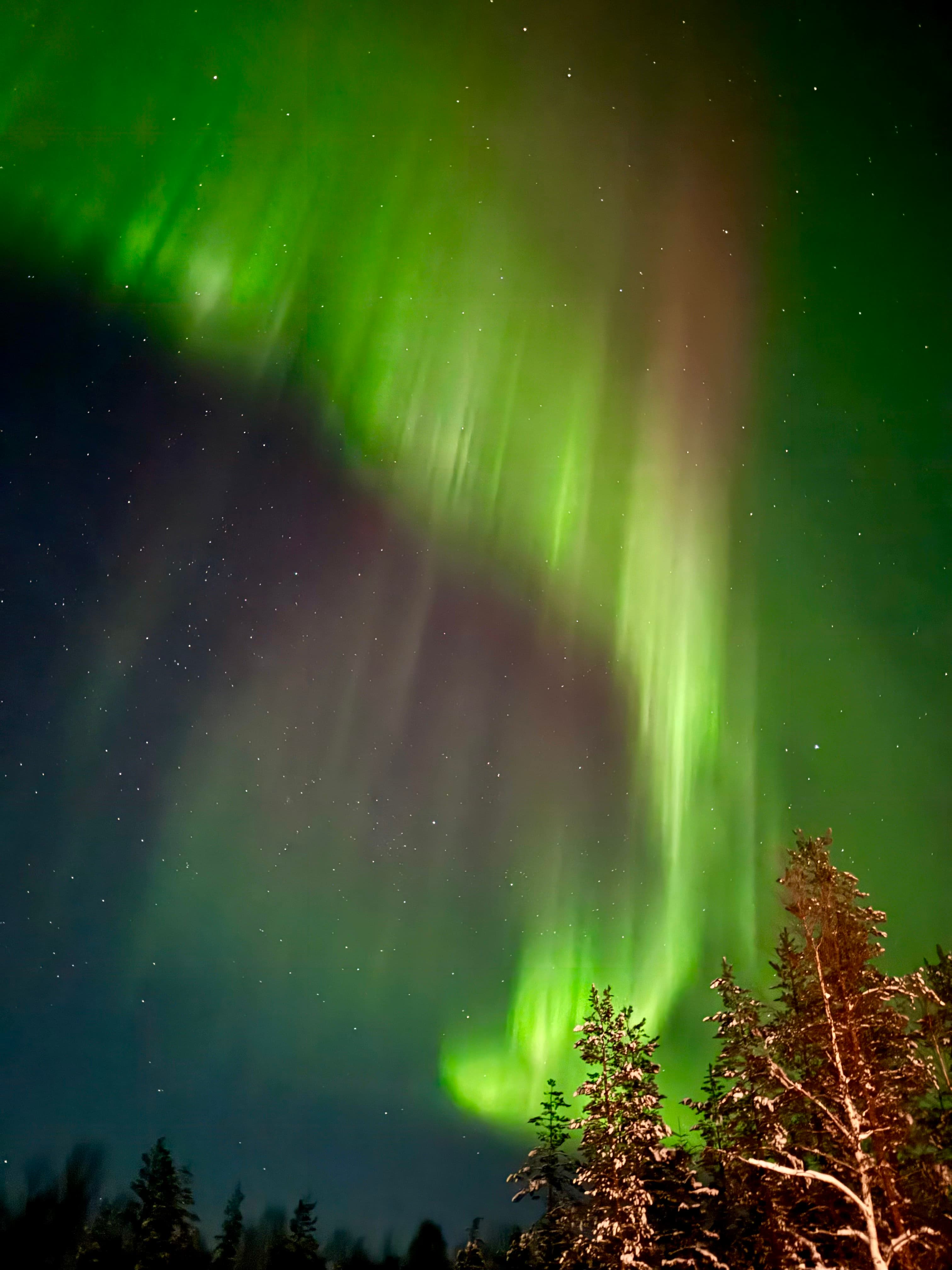 The Northern Lights is nature's mesmerizing light show painting the Arctic sky. Picture shows a green aurora borealis on a dark sky above trees.