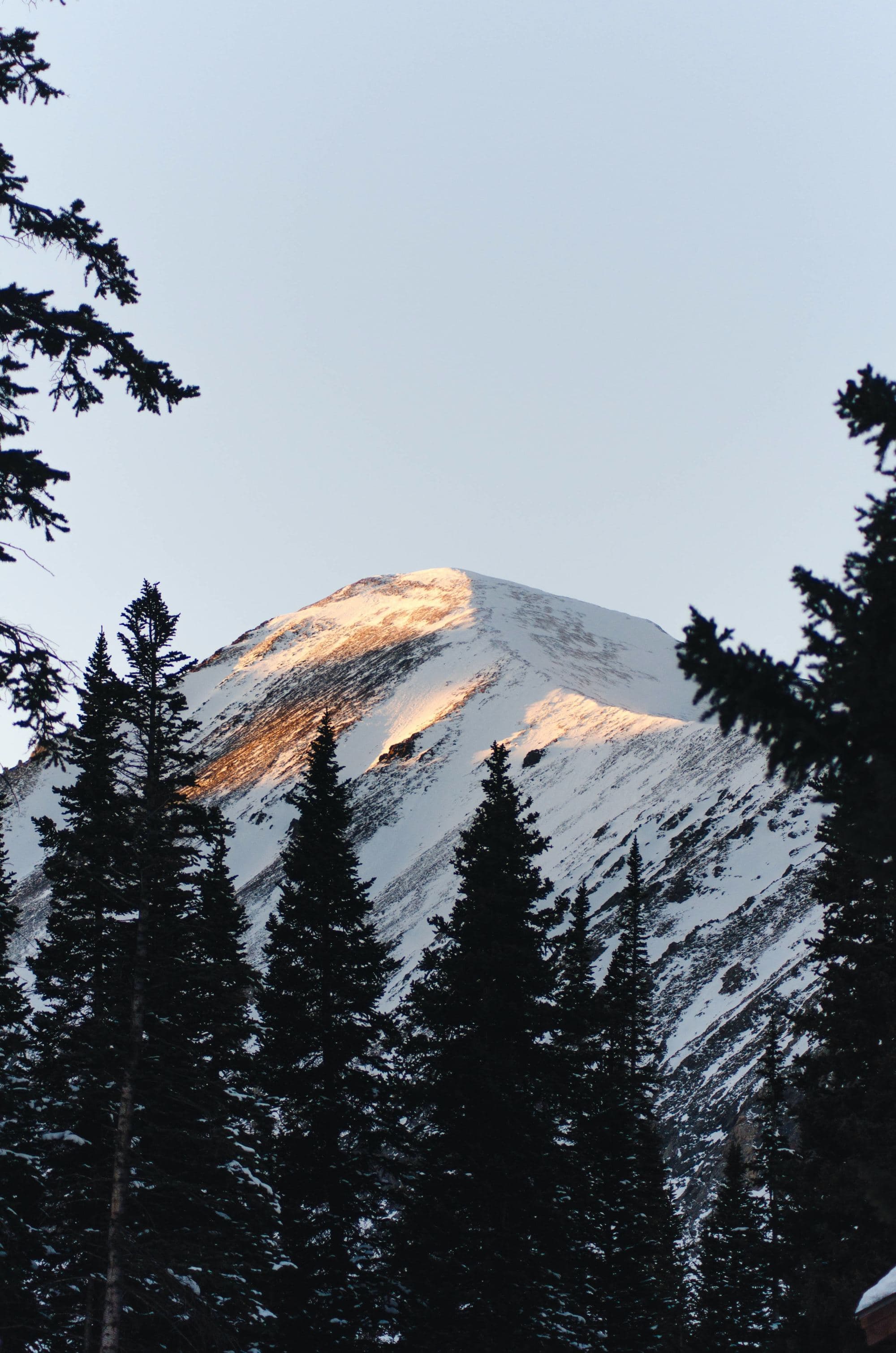 snowy mountain and evergreen forest