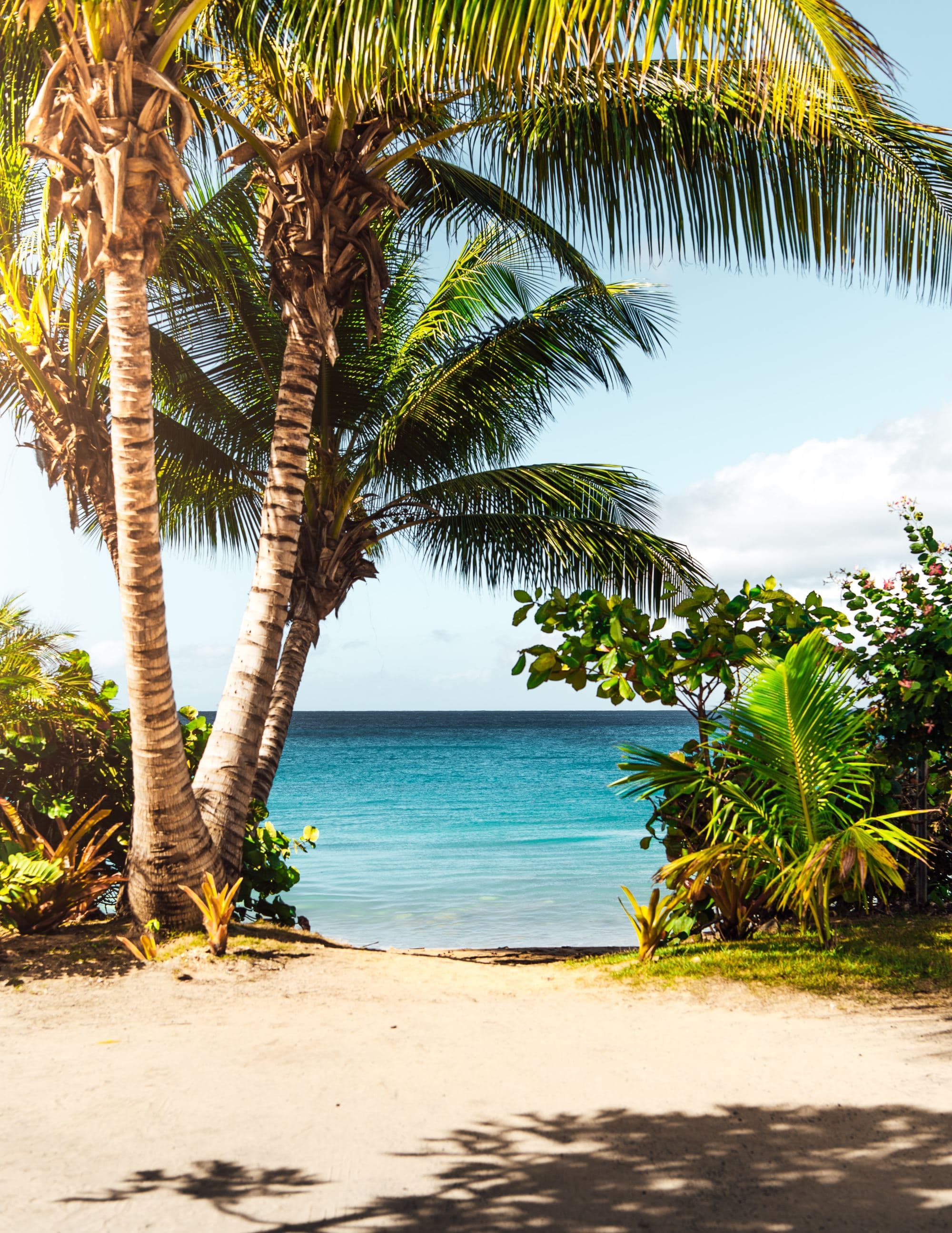 Palm tress on a beech