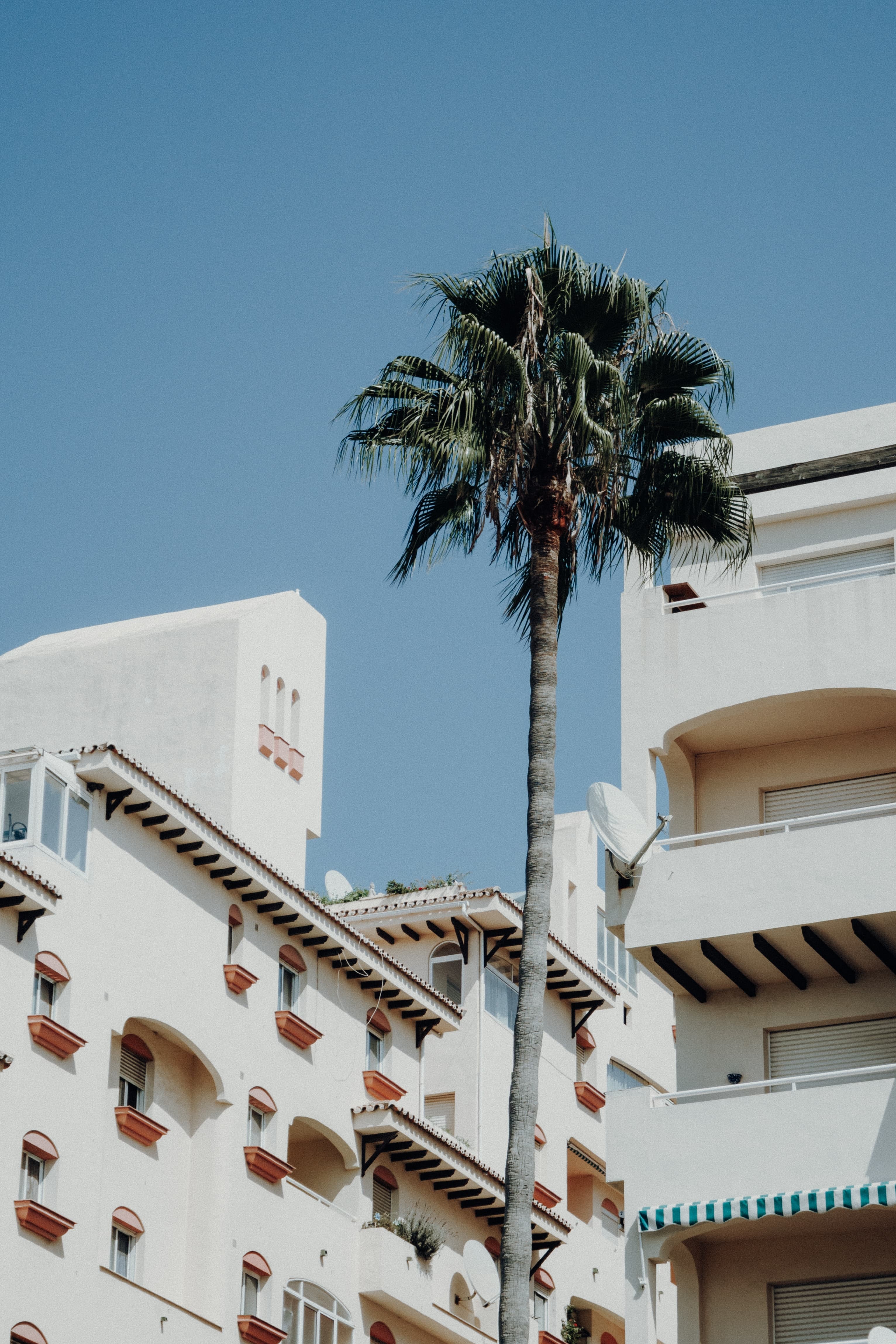 Palm tree next to white building with blue skies
