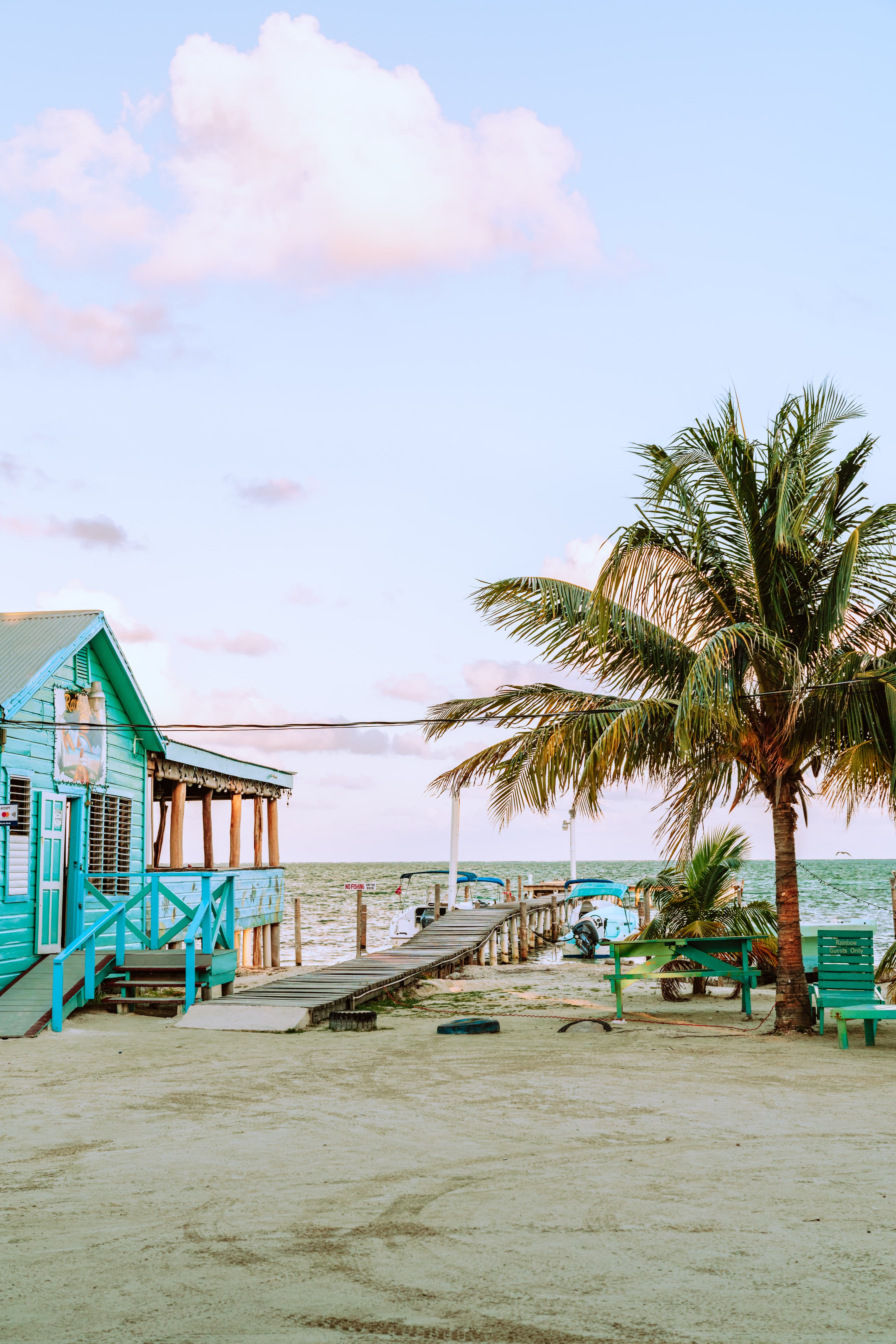 A palm tree and beautiful blue waters in Belize.