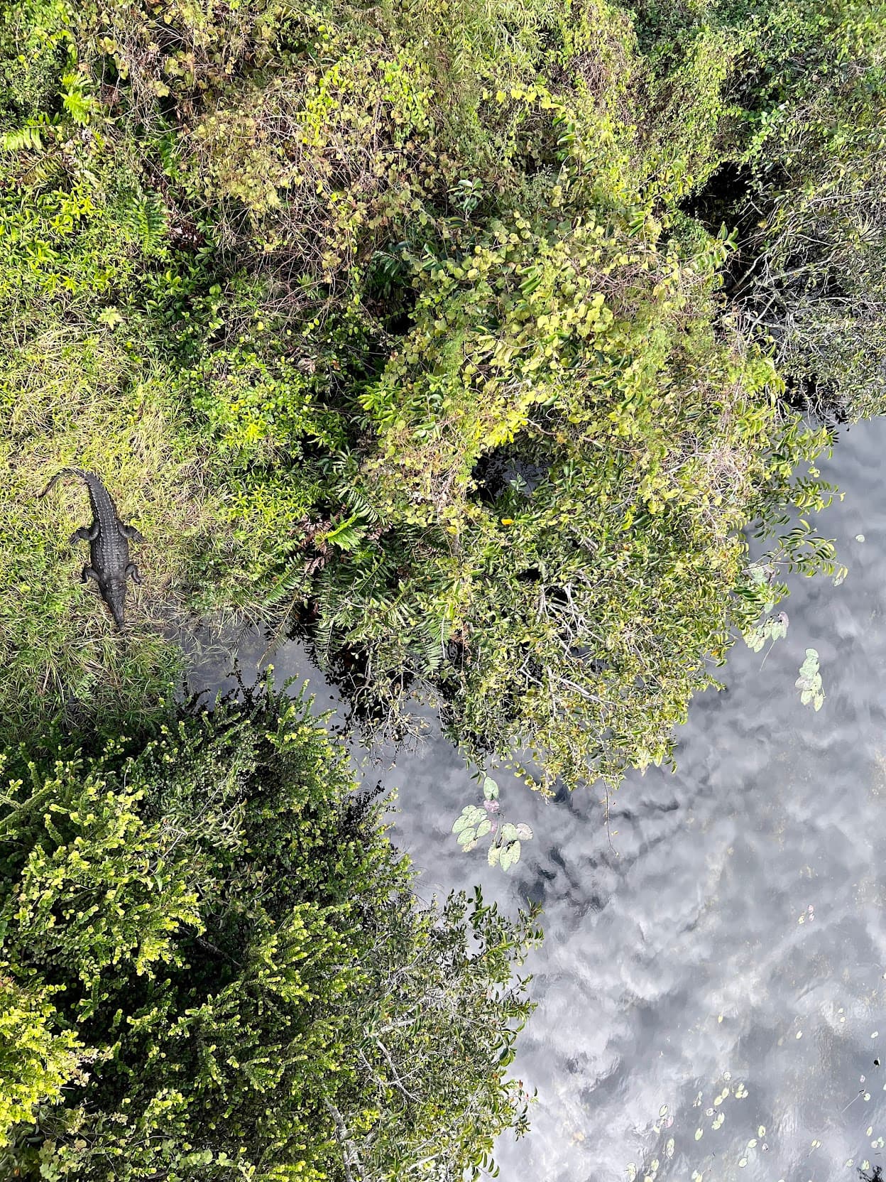 A crocodile in Florida National Park.