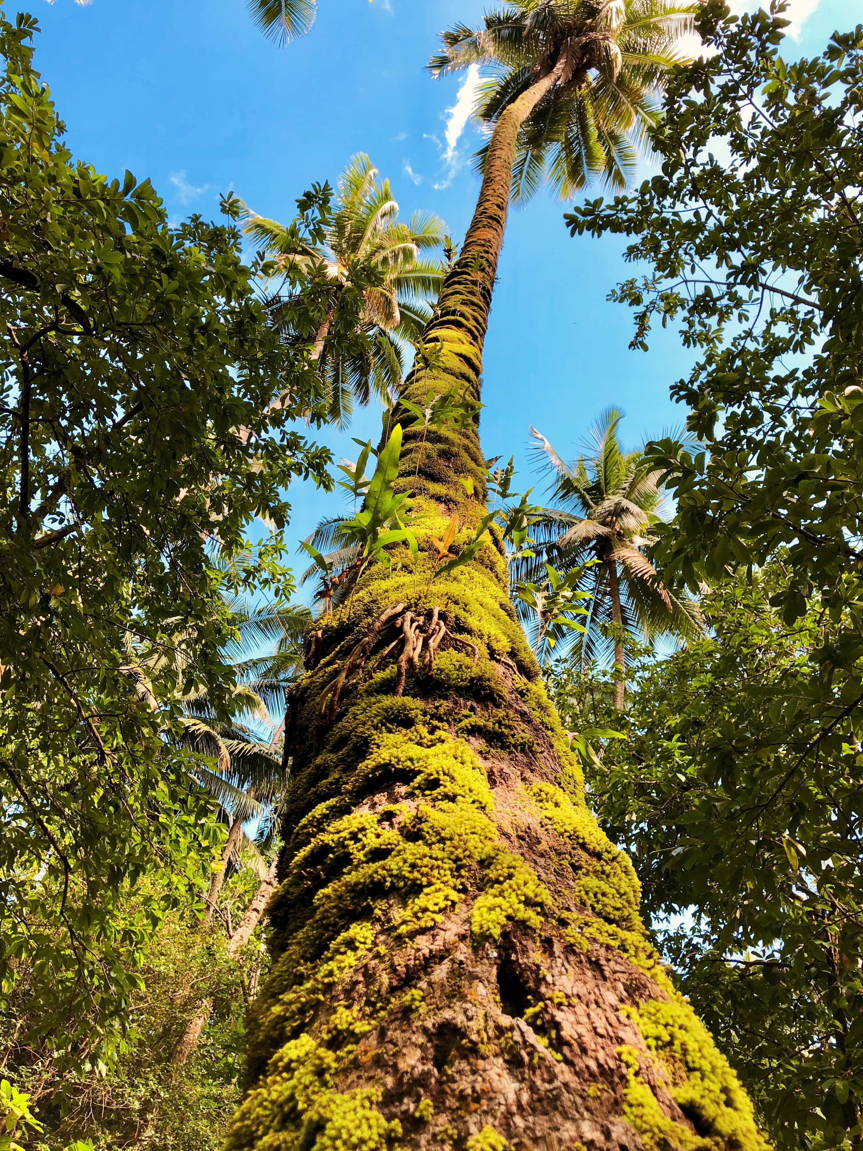 A picture of a tropical palm tree in a rainforest.