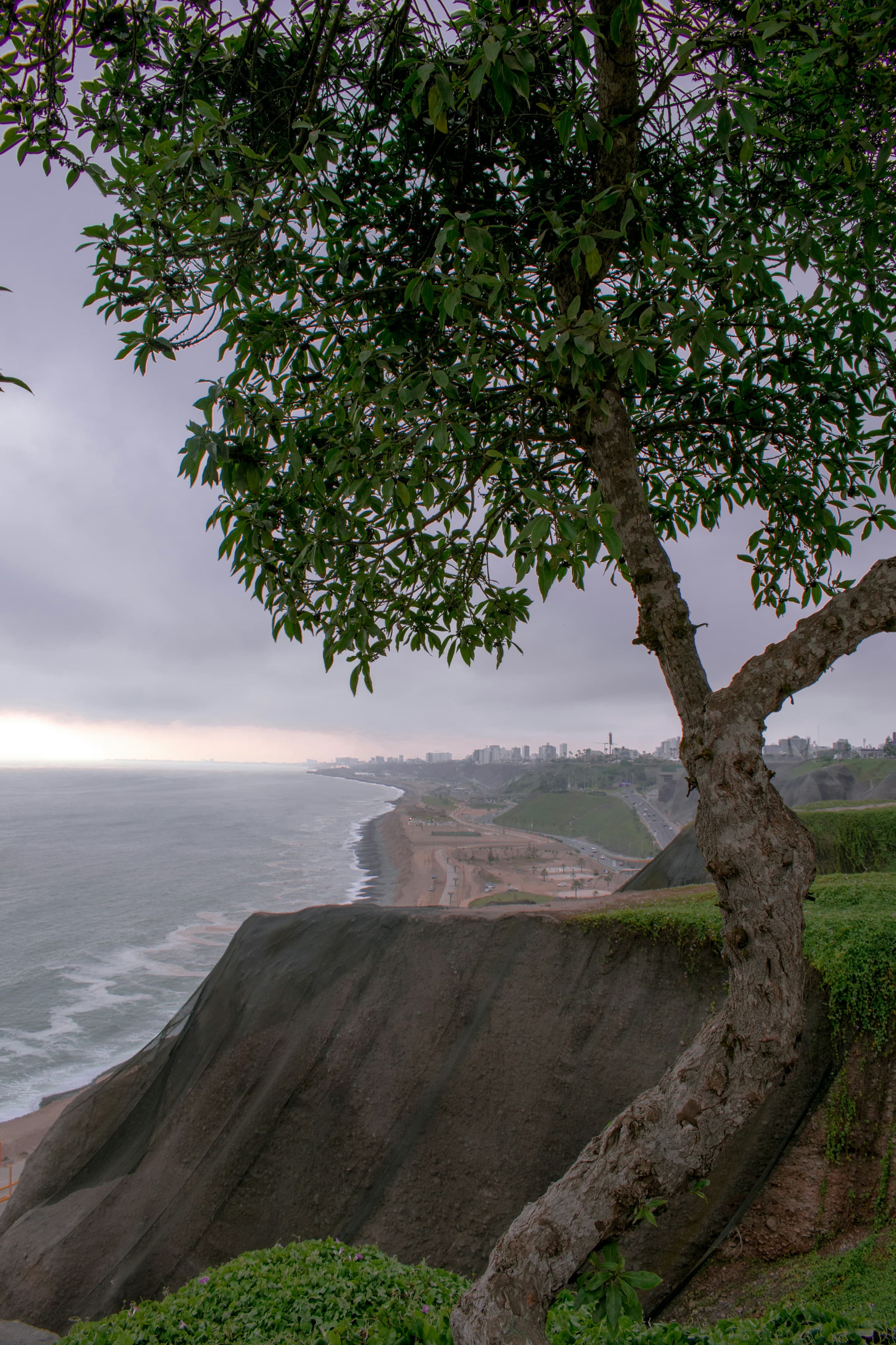 Miraflores Coast with a large tree in the foreground on a cloudy day.