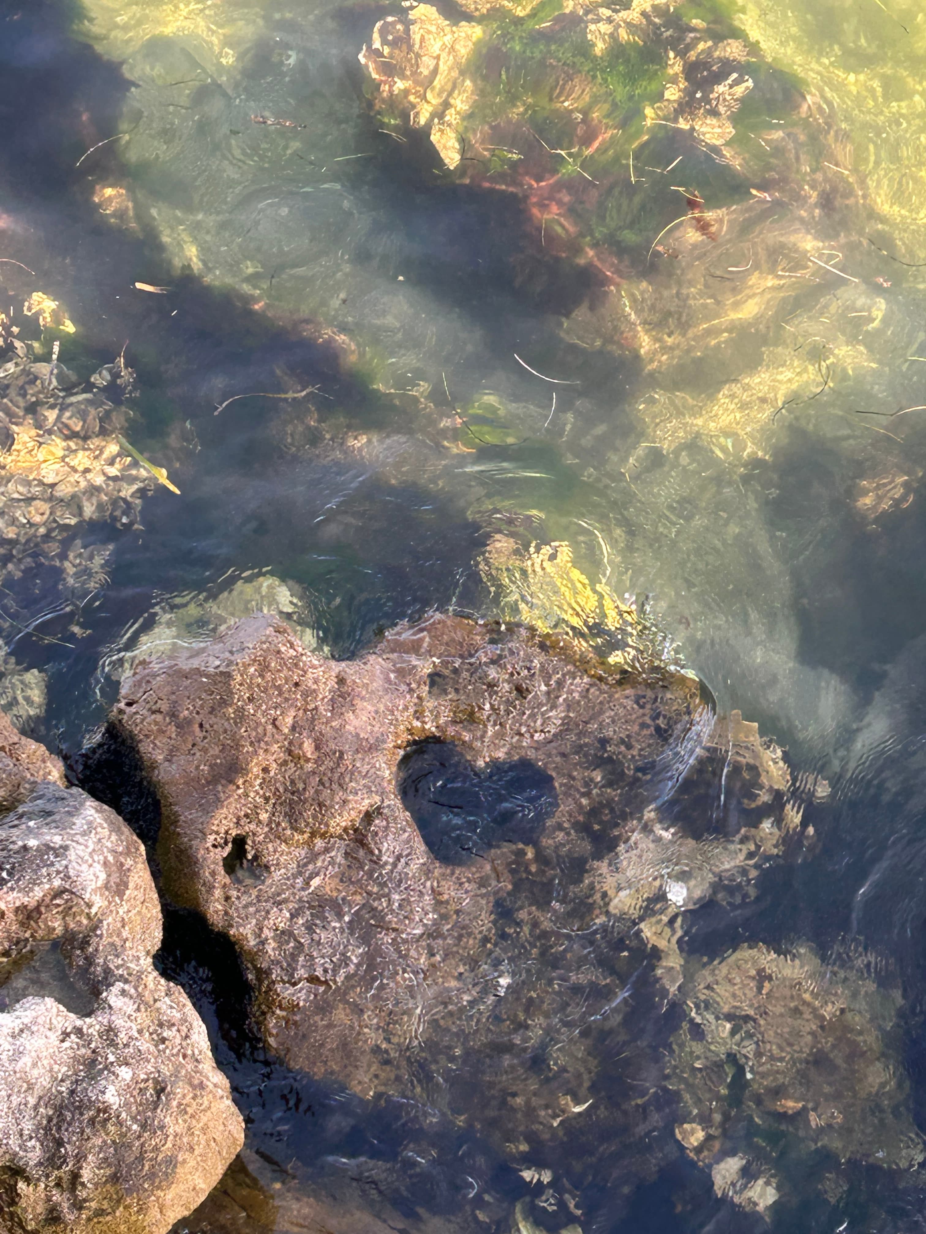 The heart of Florida is in Anna Maria Island.