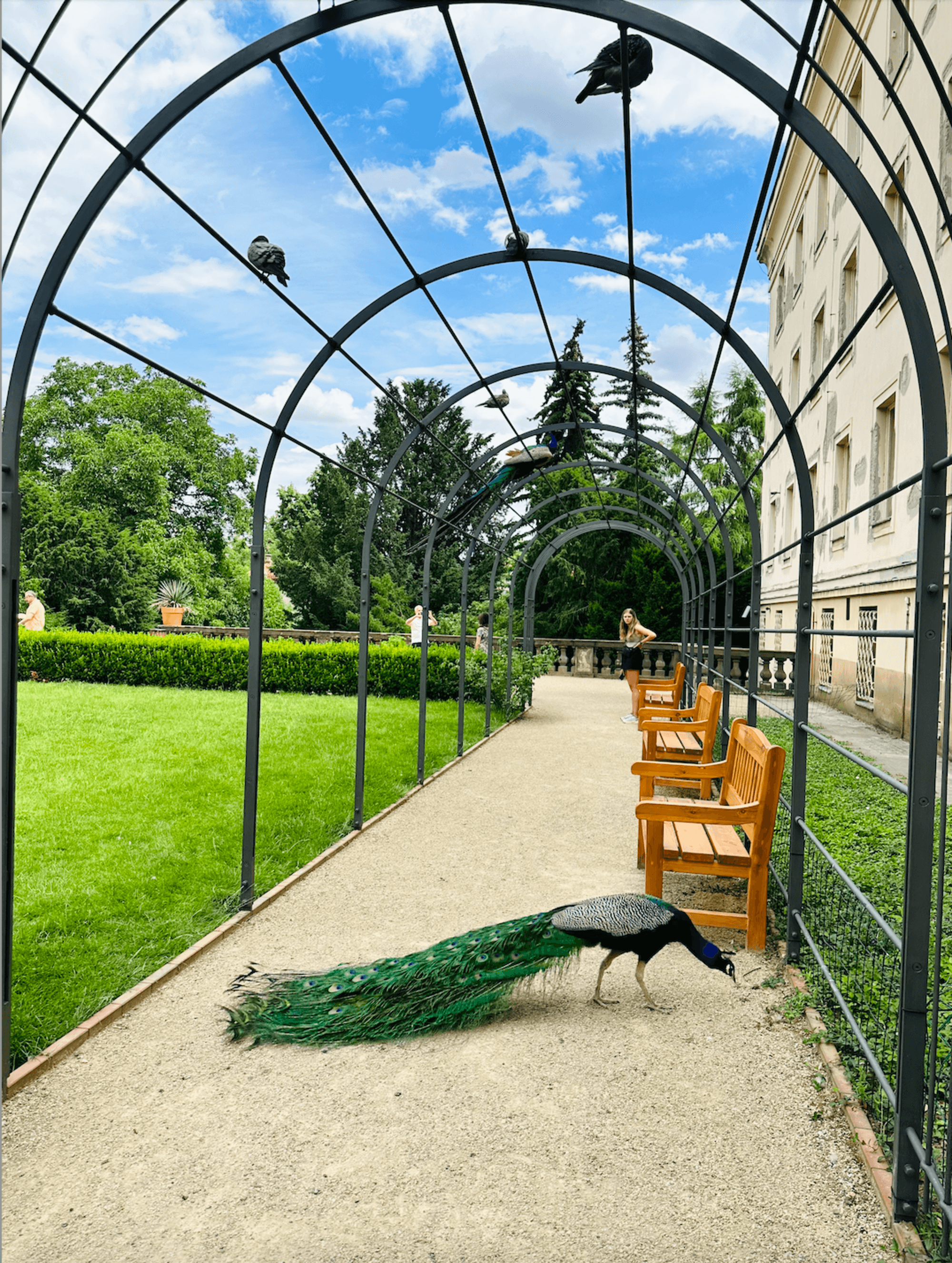 A view of a stone path with a metal archway and wooden benches. There is a vibrant green lawn on the left and a peacock crossing the path towards the right.