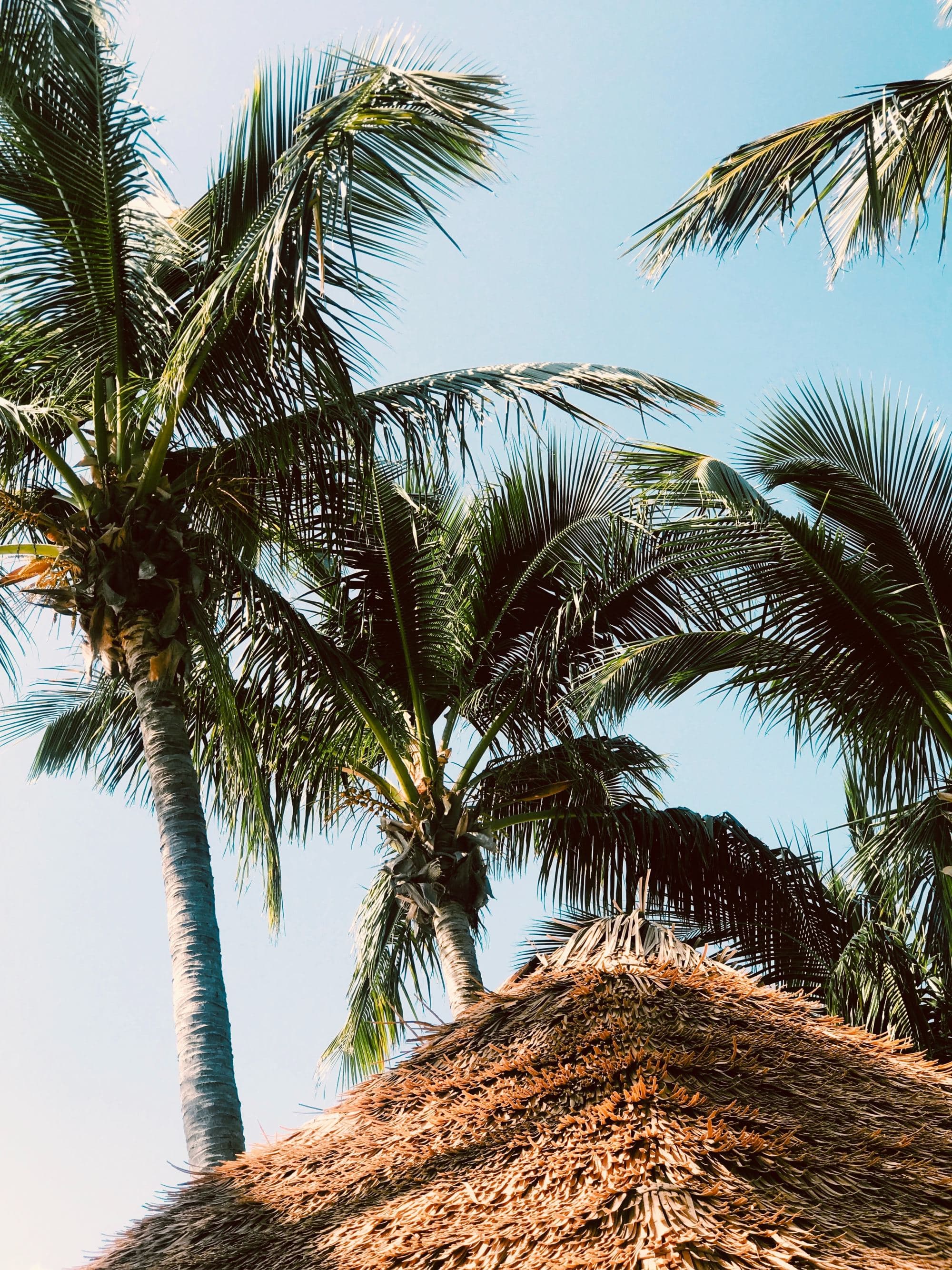 straw umbrella rooftop and palm trees