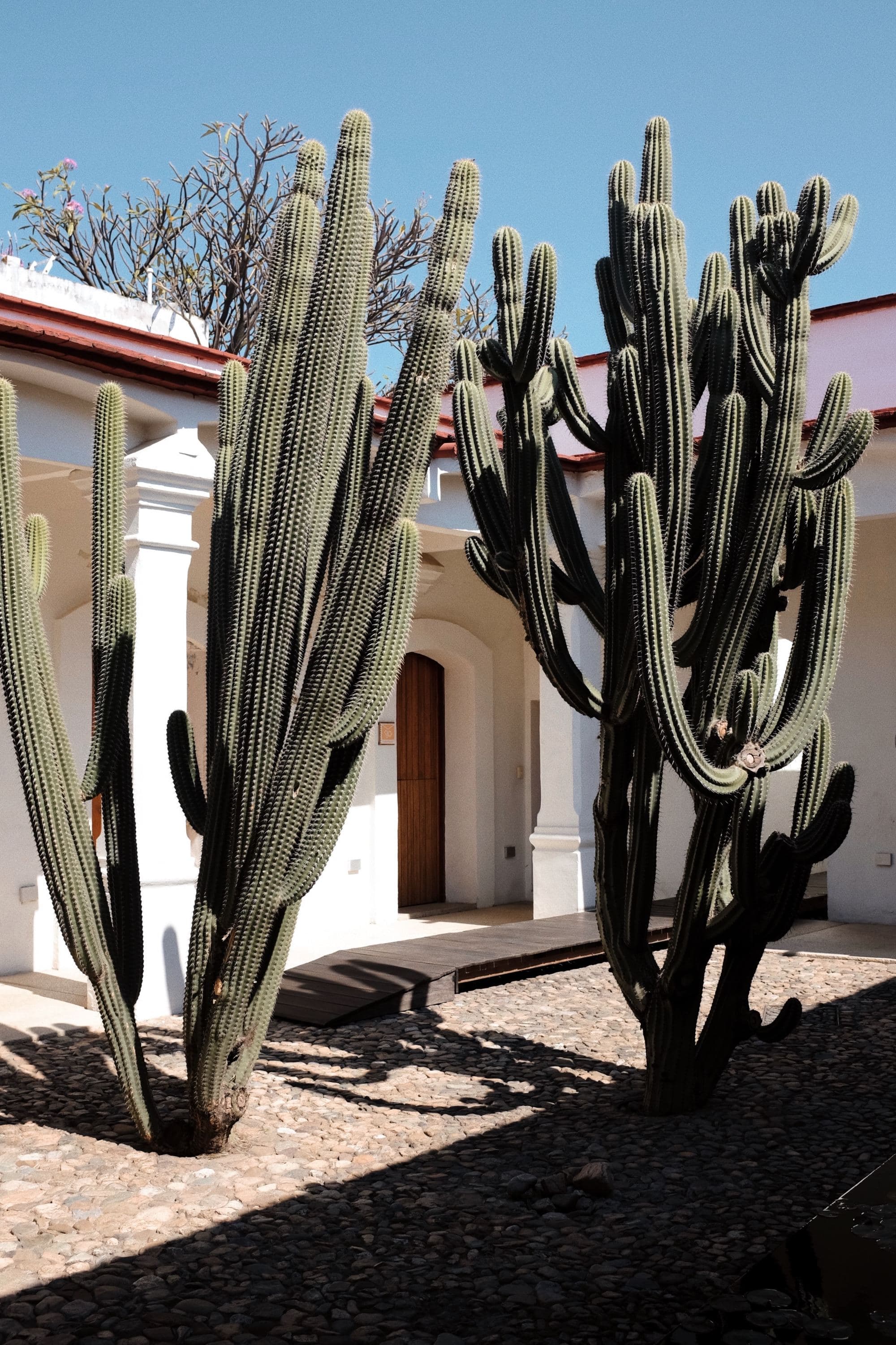 cactus plants in front of a door of a white building