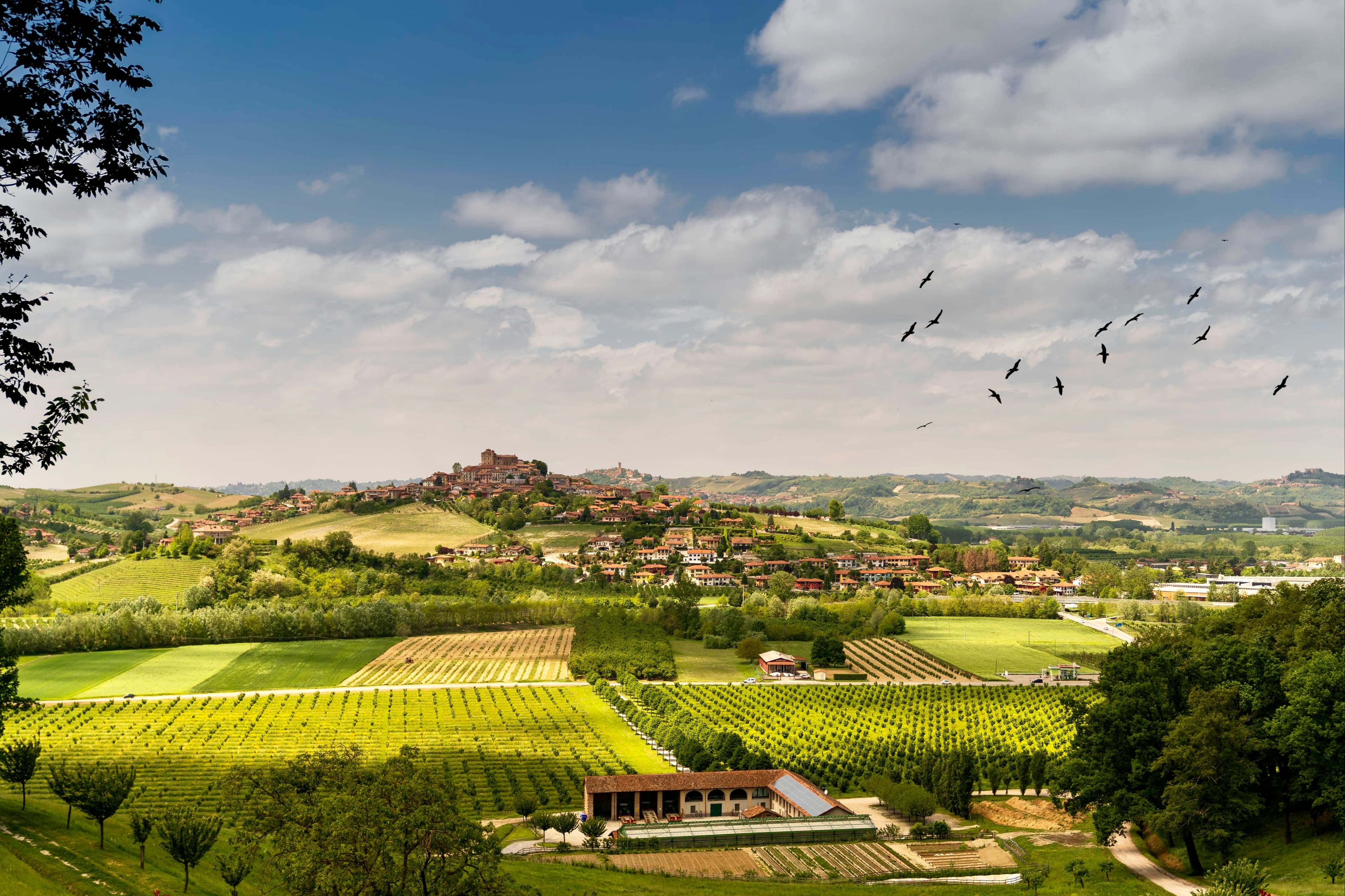 An aerial view of a vineyard during the daytime.