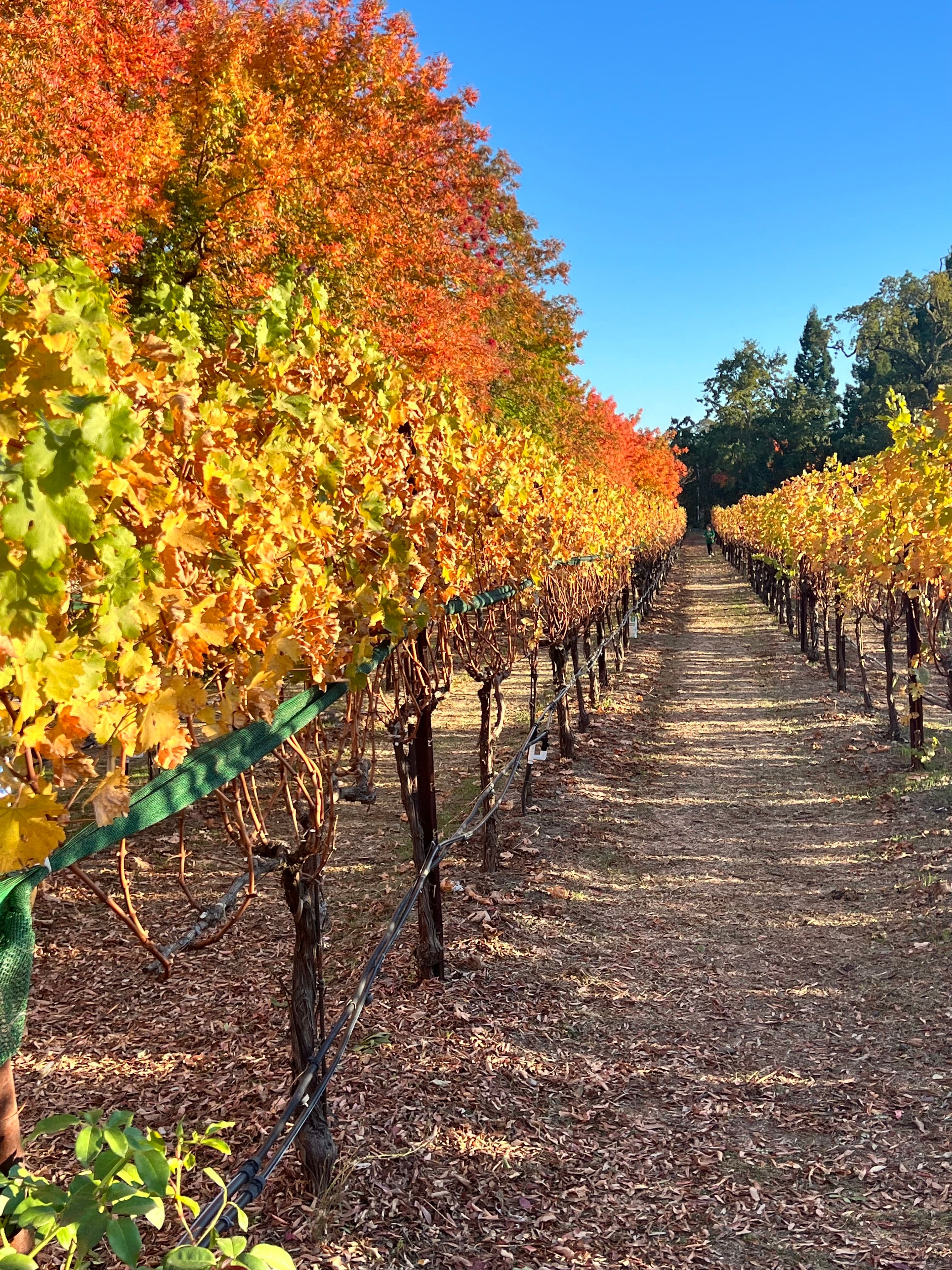 Fall in Napa