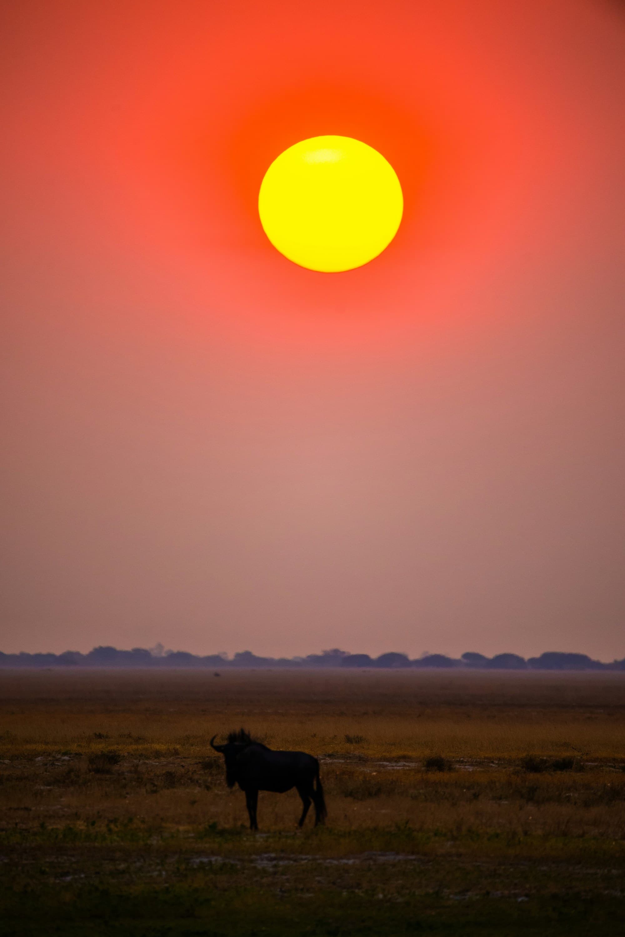 A large yellow and red sunset over the desert in Africa with the silhouette of a wild animal in the distance.