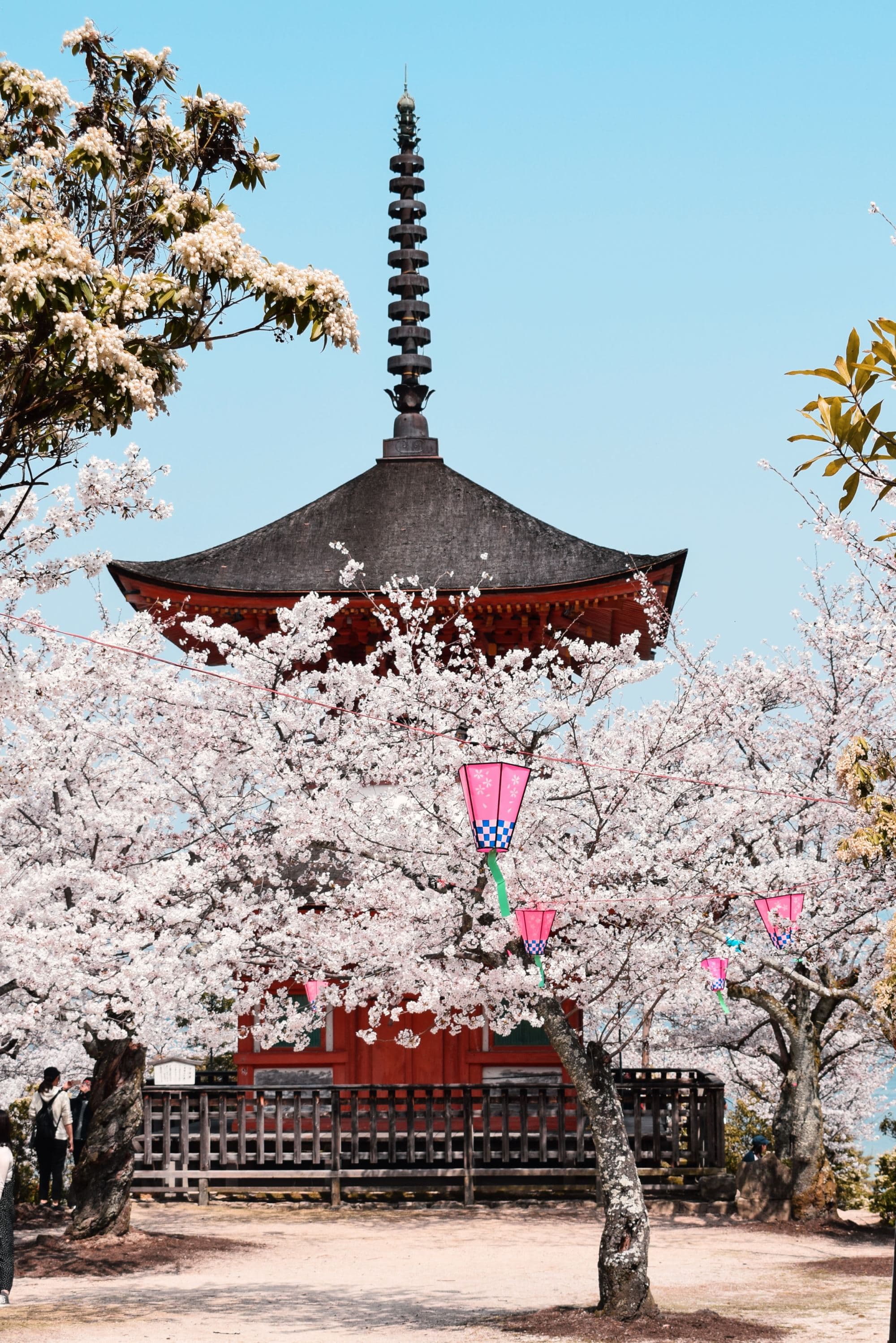 cherry blossoms and a temple
