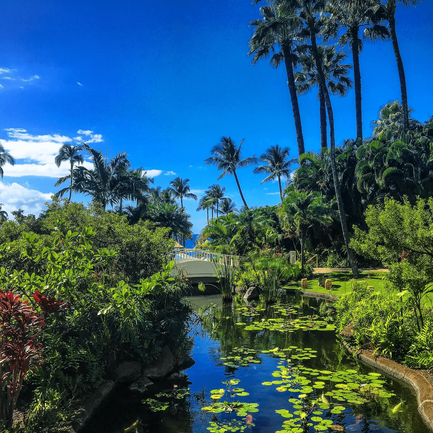 Waterbody surrounded by greenery.