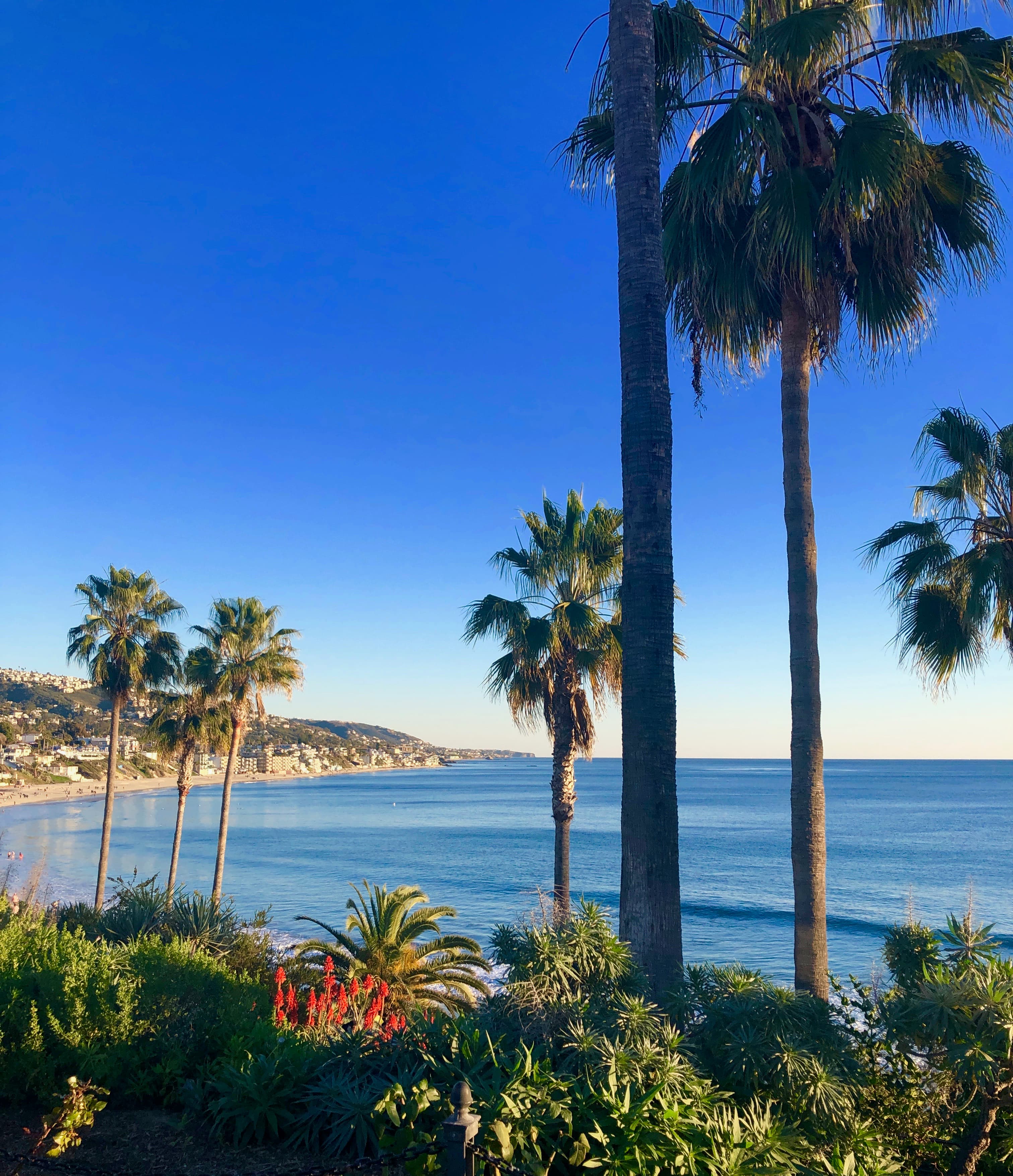 palm trees next to beach and body of water