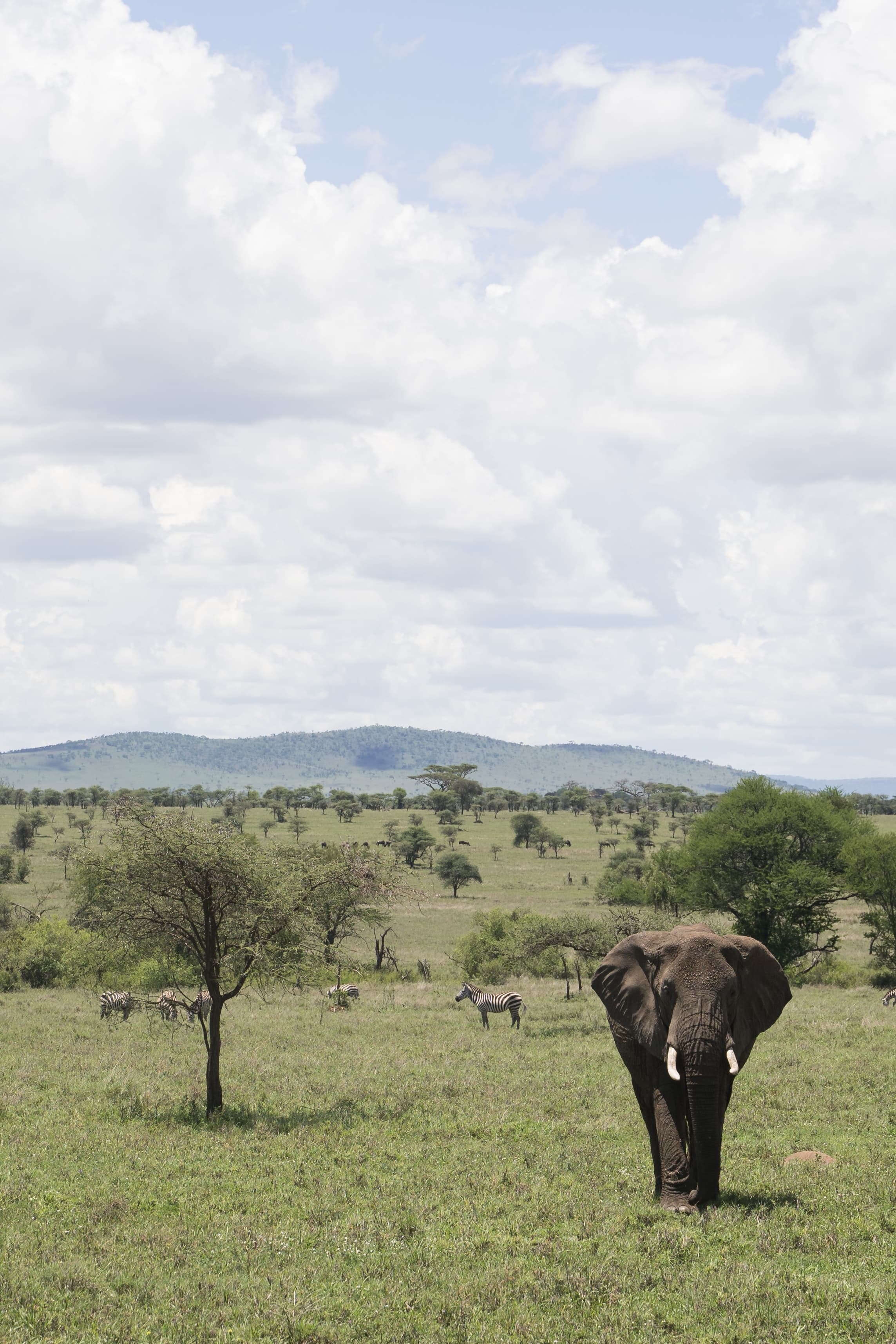 Animals migration on the Serengeti in the Great Migration.