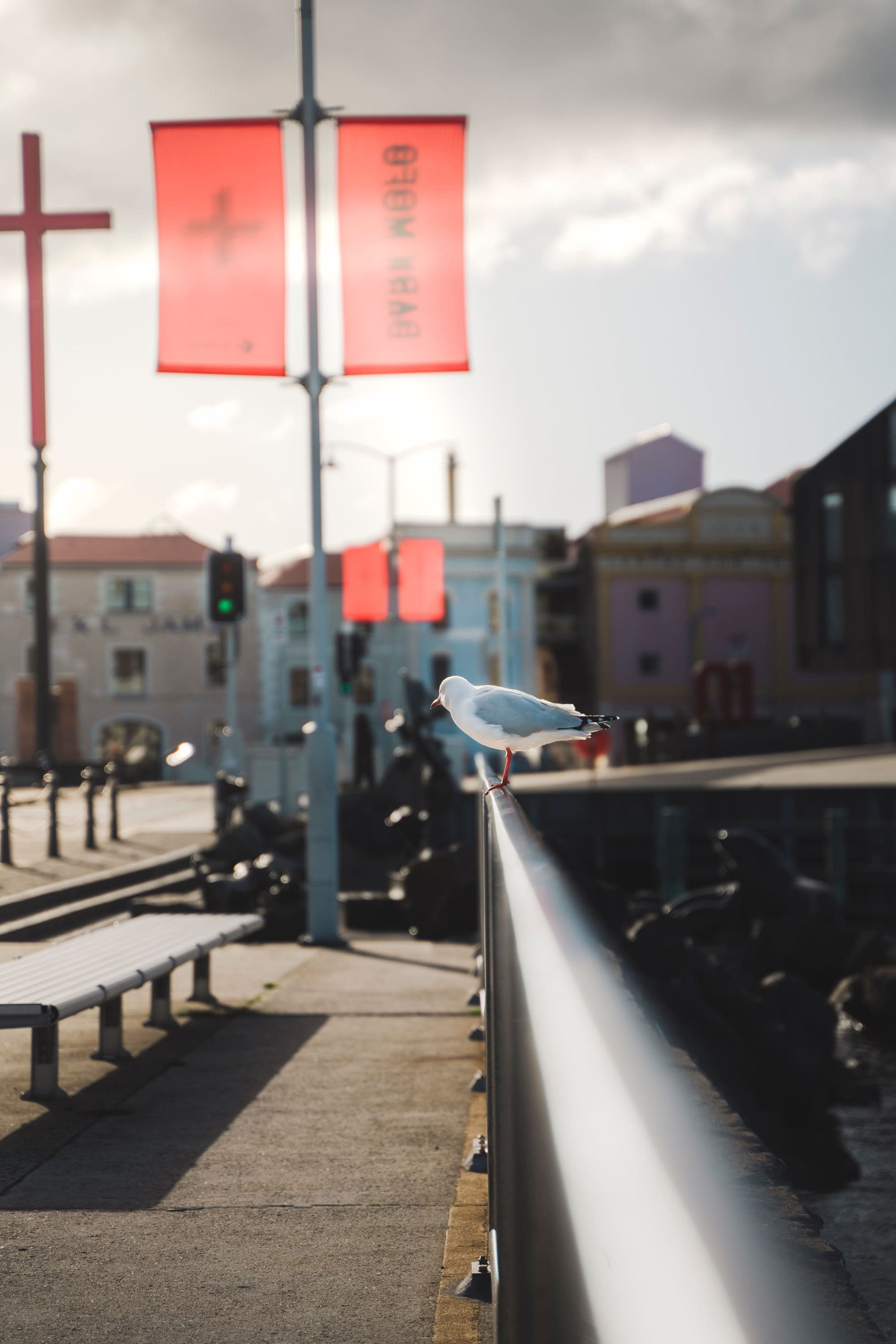 A white bird sitting on top of a wooden bench with buildings in the background.