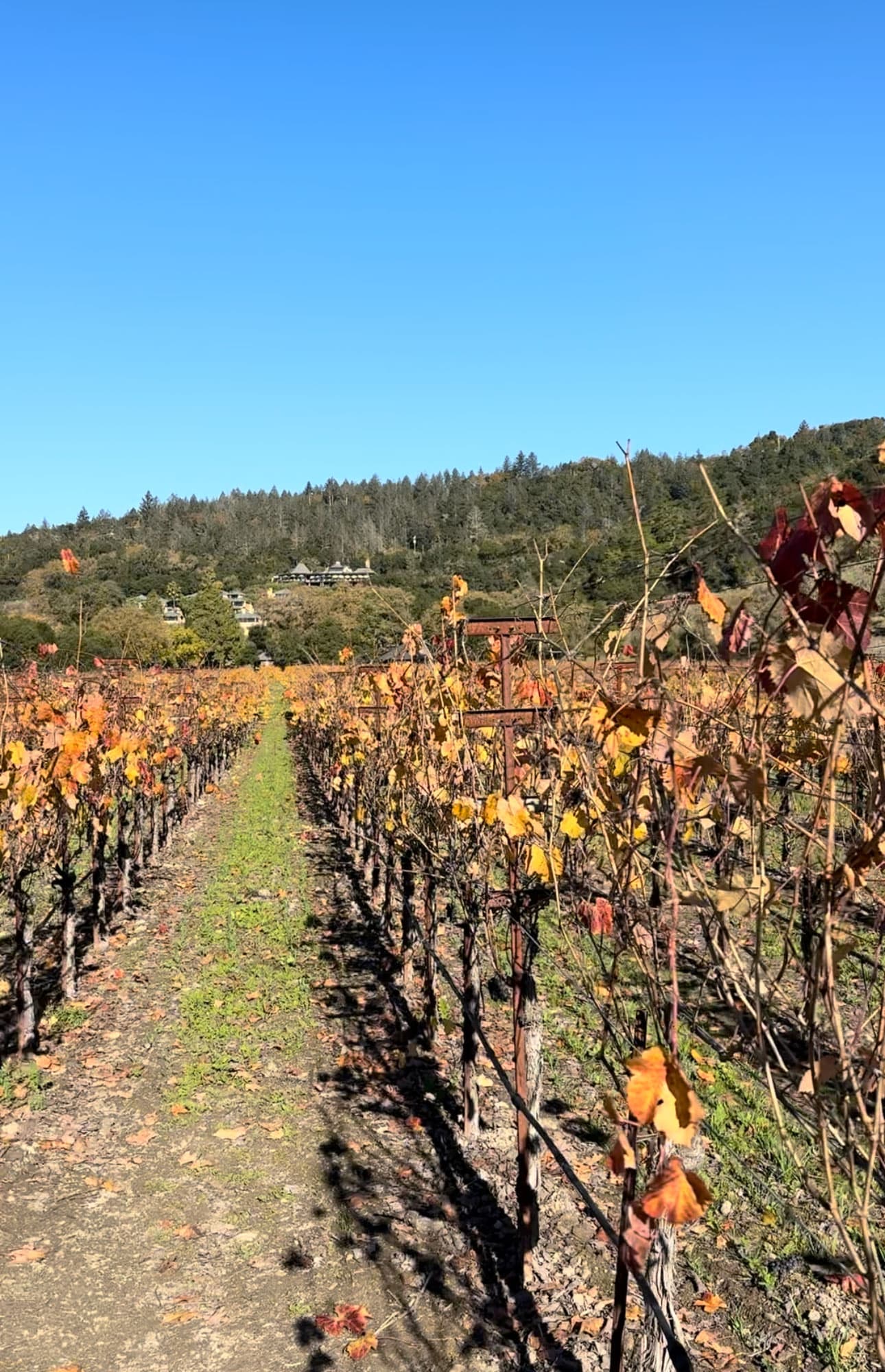 Rutherford Winery vineyards