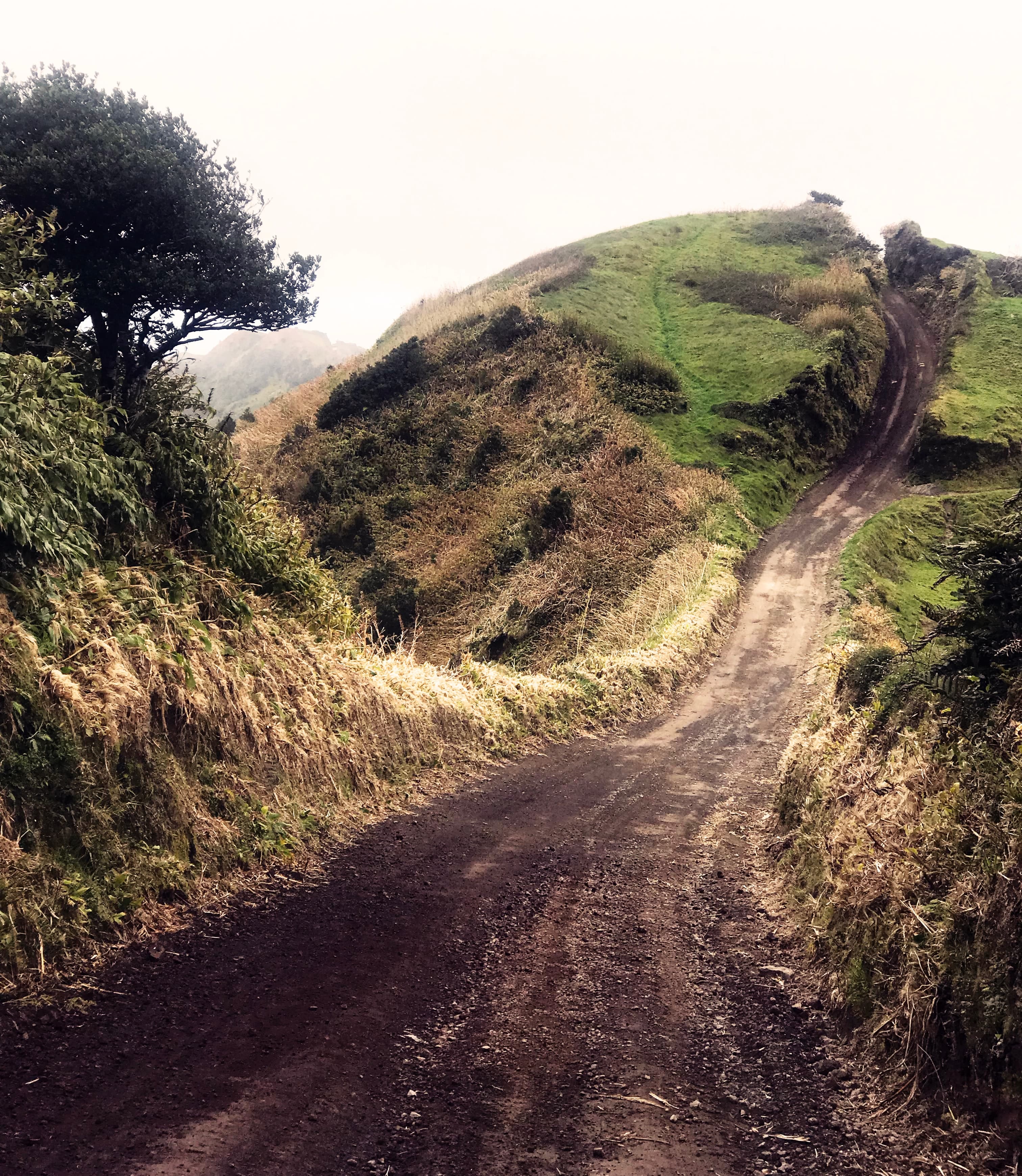 Green pathway in the Azores. Sao Miguel.