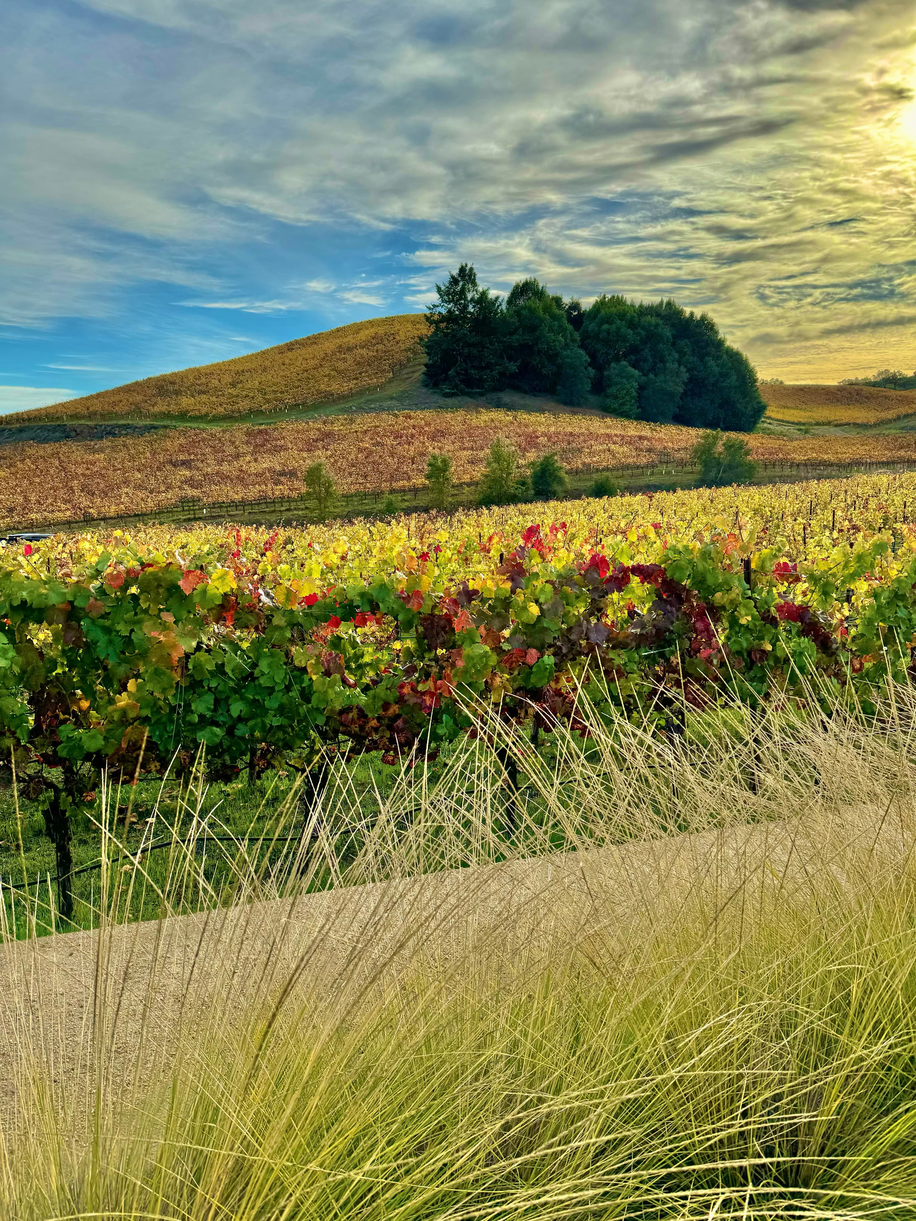 A beautiful view of a winery at Healdsburg.