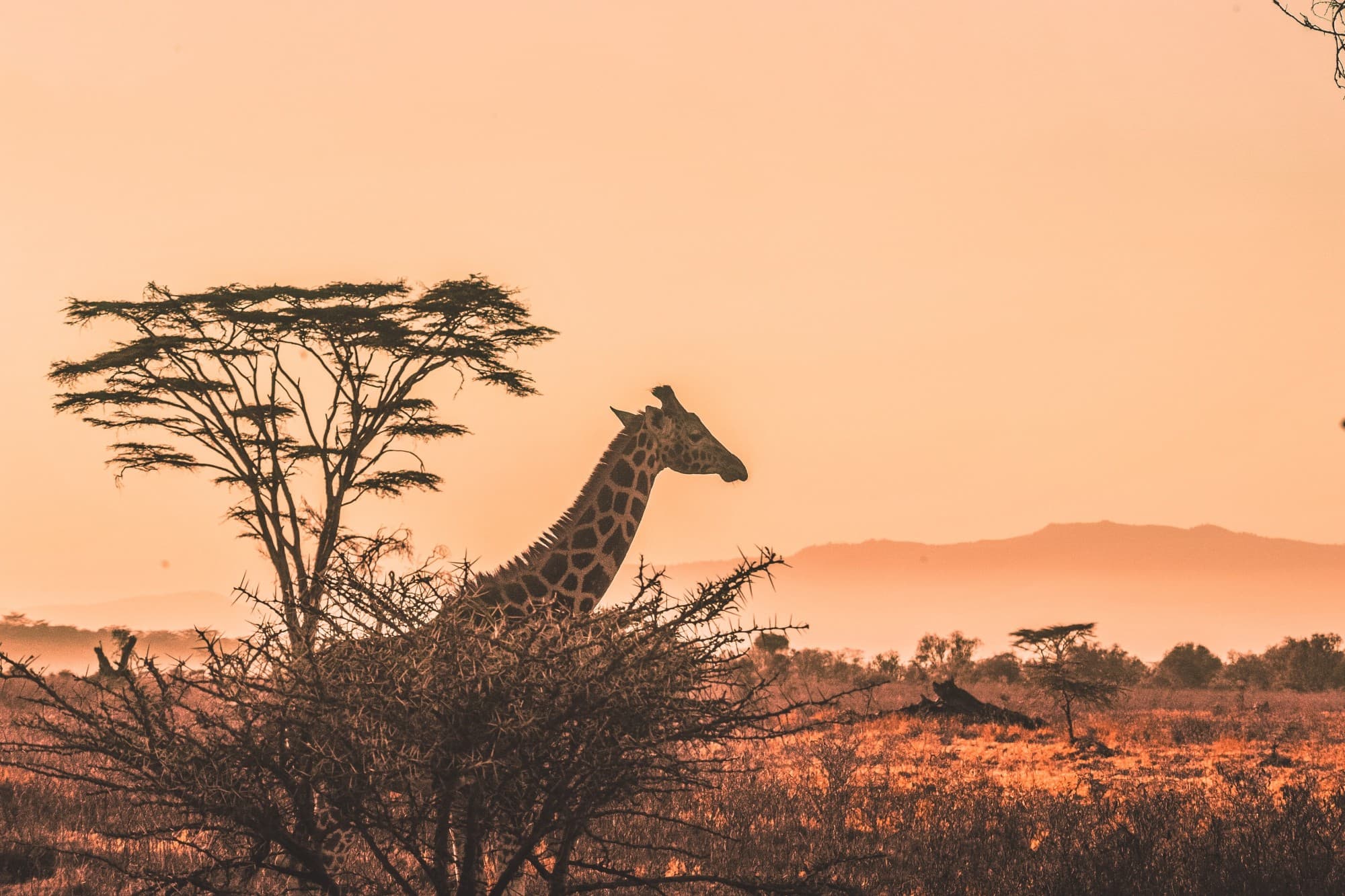 giraffe standing in a desert