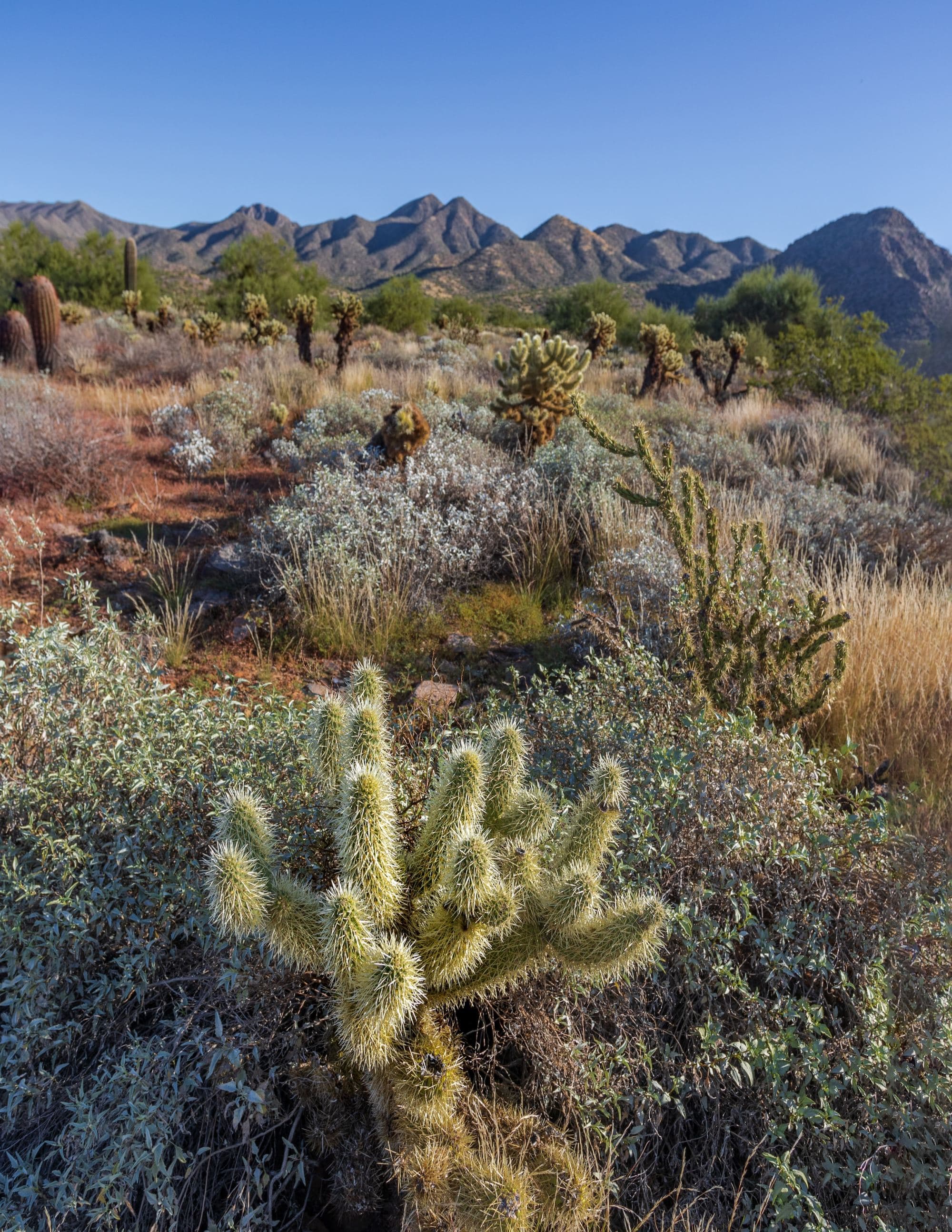 desert plants with mountains in the distance