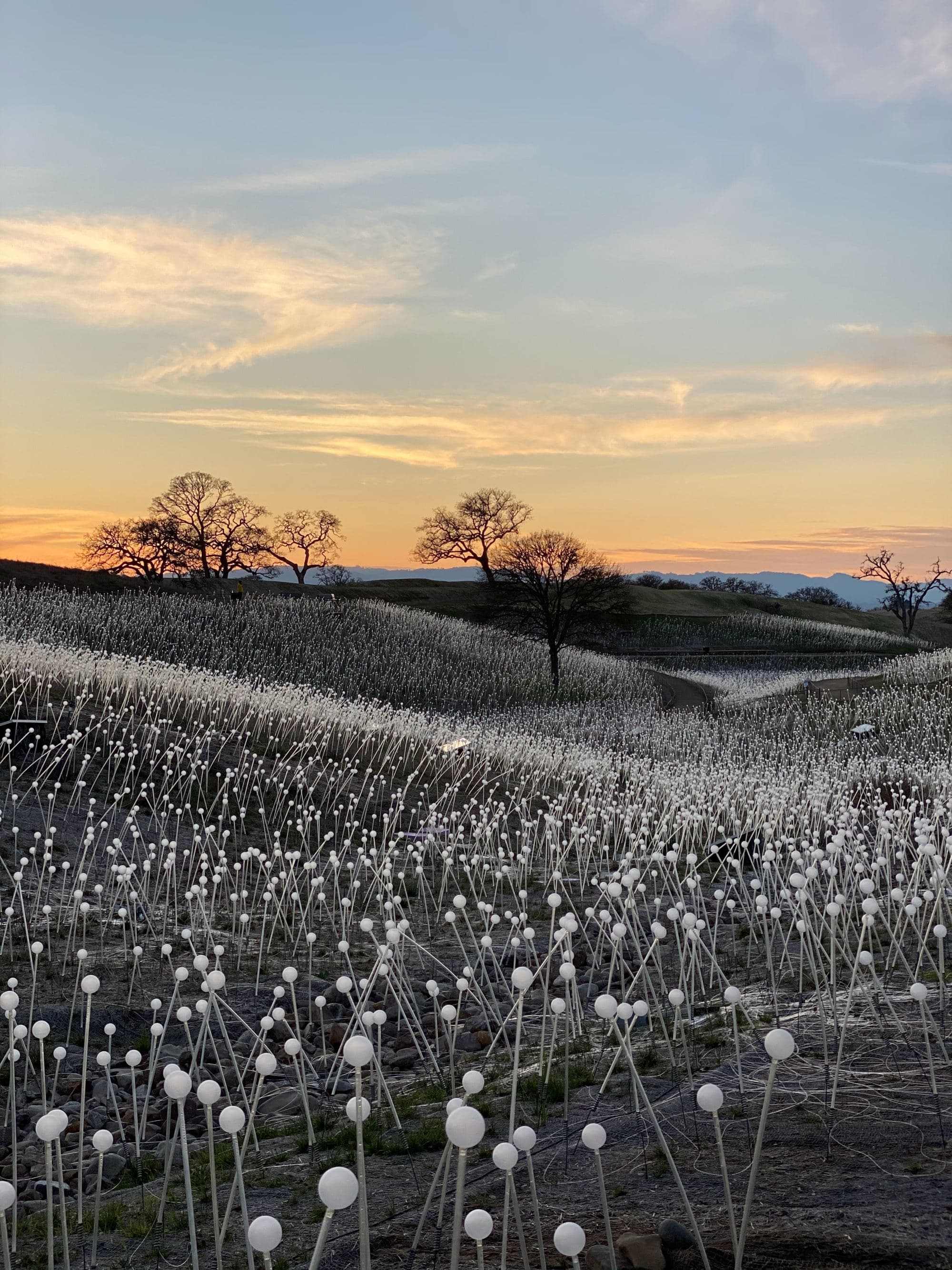 Dandelion field during sunset.