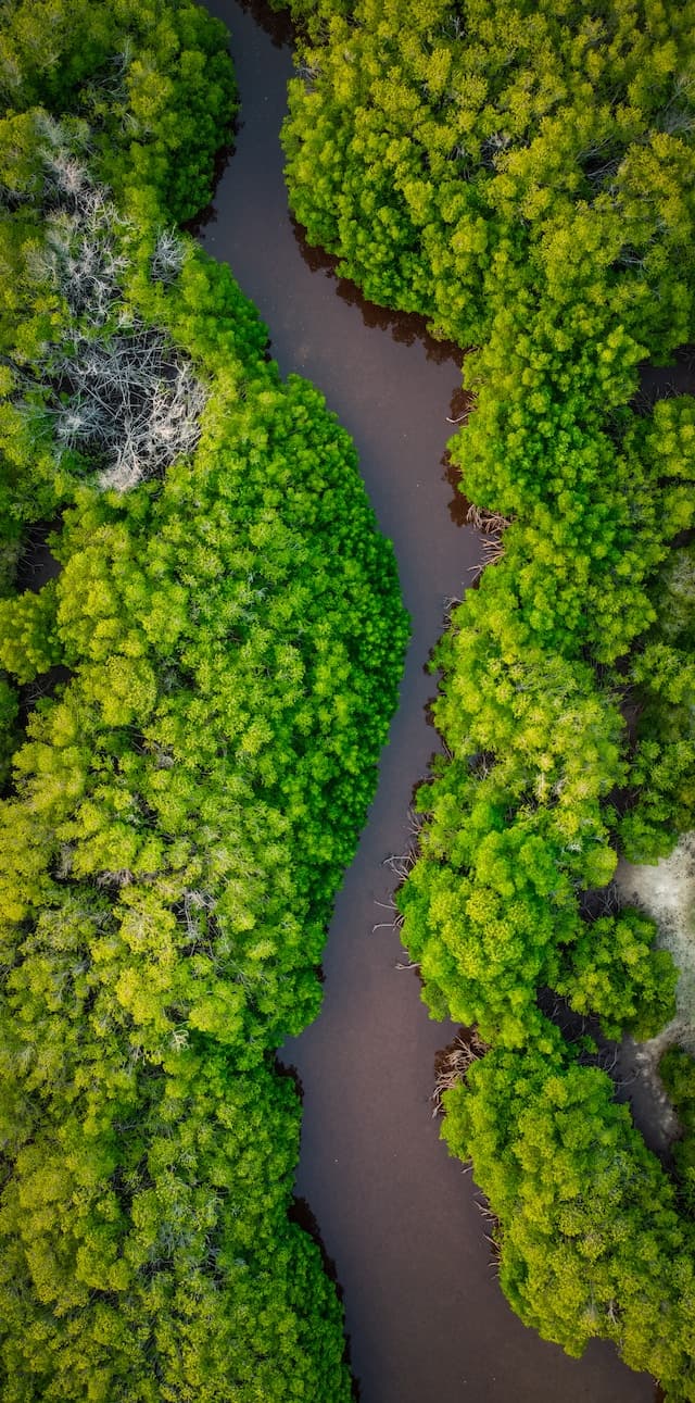 Ariel view of Amazon
