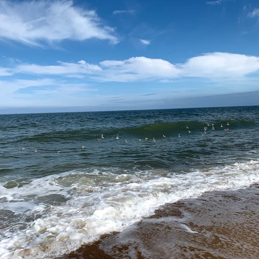 A beach shore during the daytime
