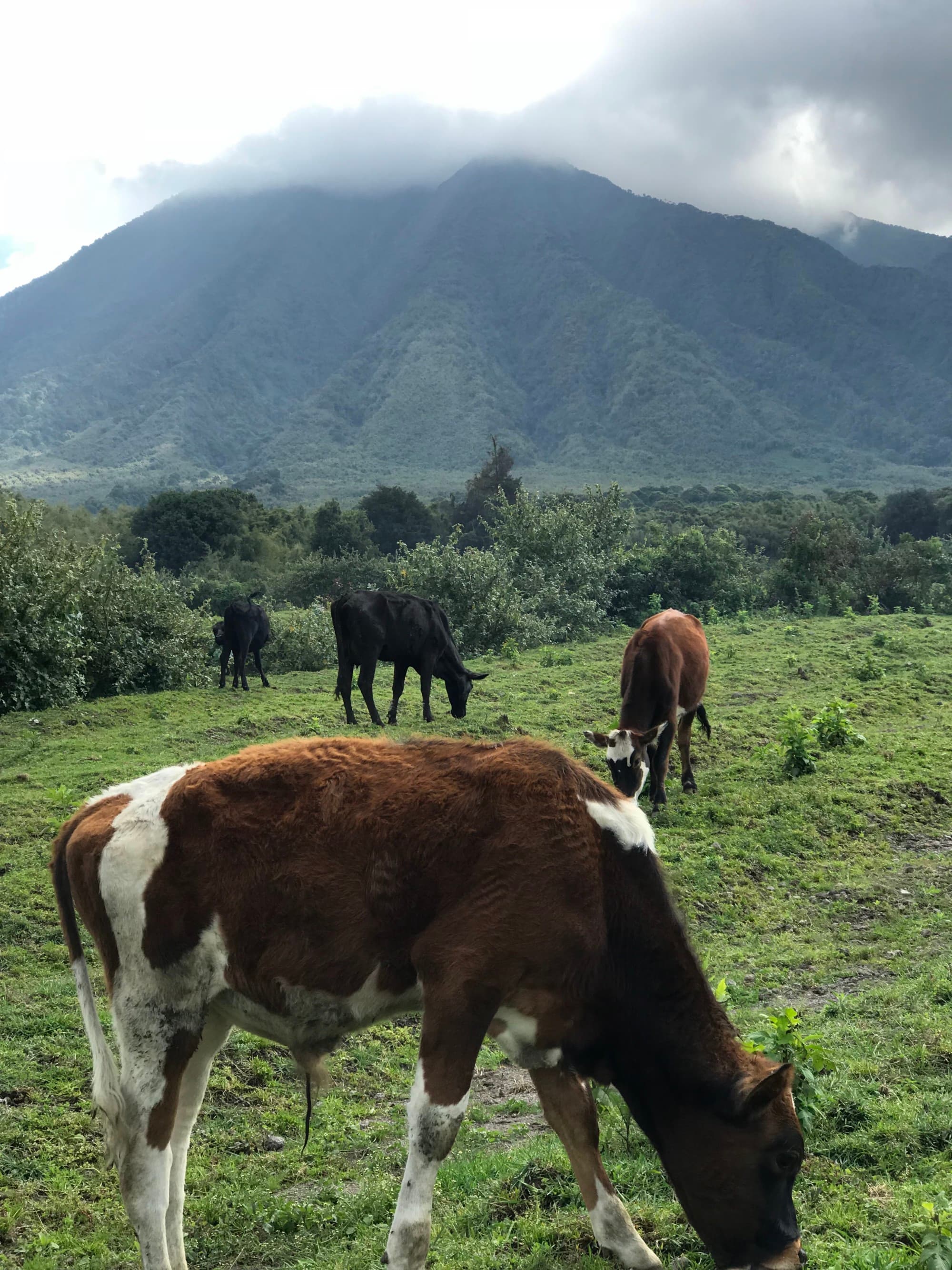 Cows eating grass with a volcano at the back.